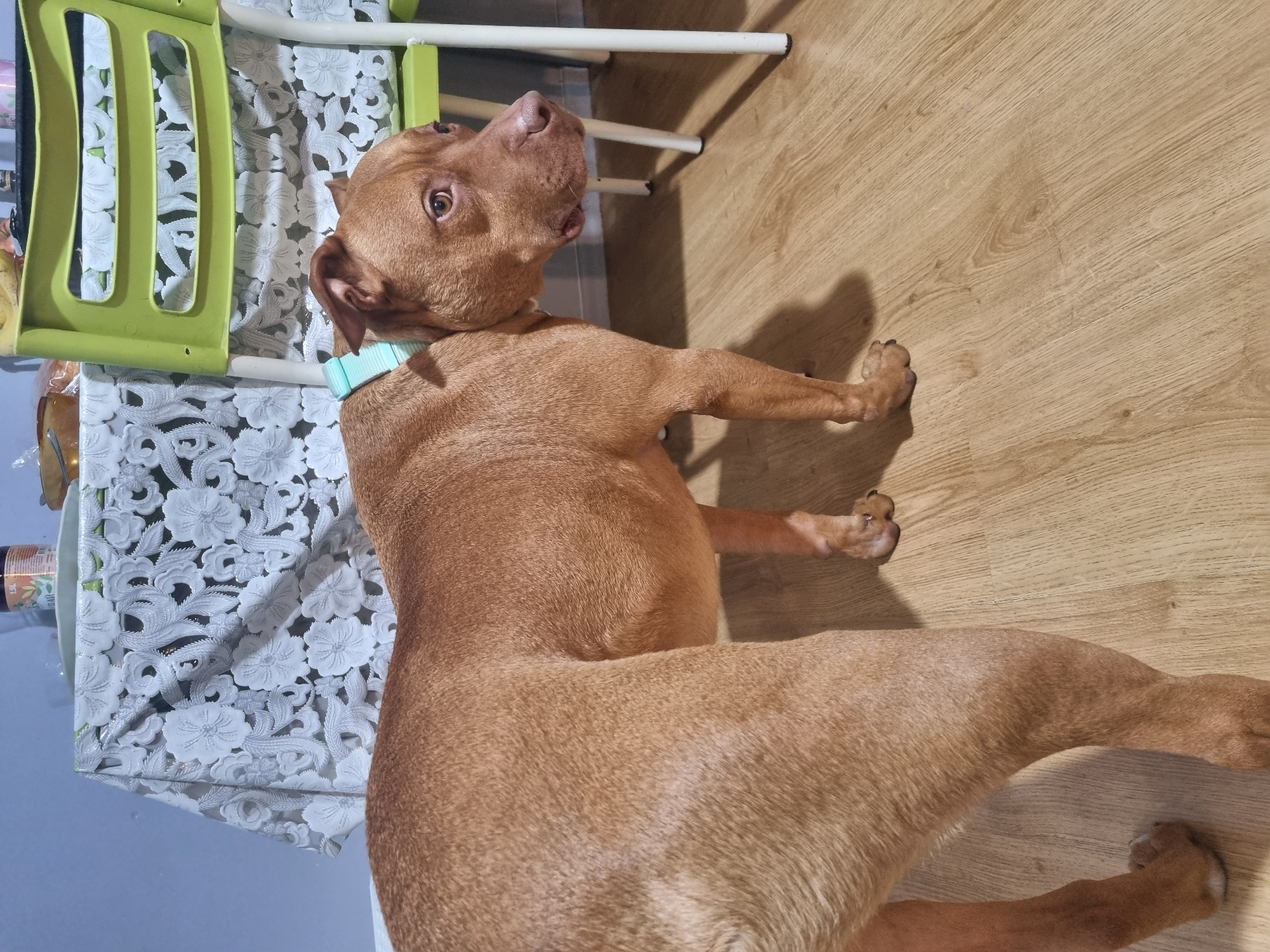 A brown dog with a light blue collar lies on a light brown wood floor, its head turned to the left with its left eye visible. The dog's body extends across the floor diagonally from upper left to lower right. Adjacent to the dog is a table covered with a white, patterned tablecloth. Behind the dog and the table is a light green plastic chair. The location is Unknown, Unknown.