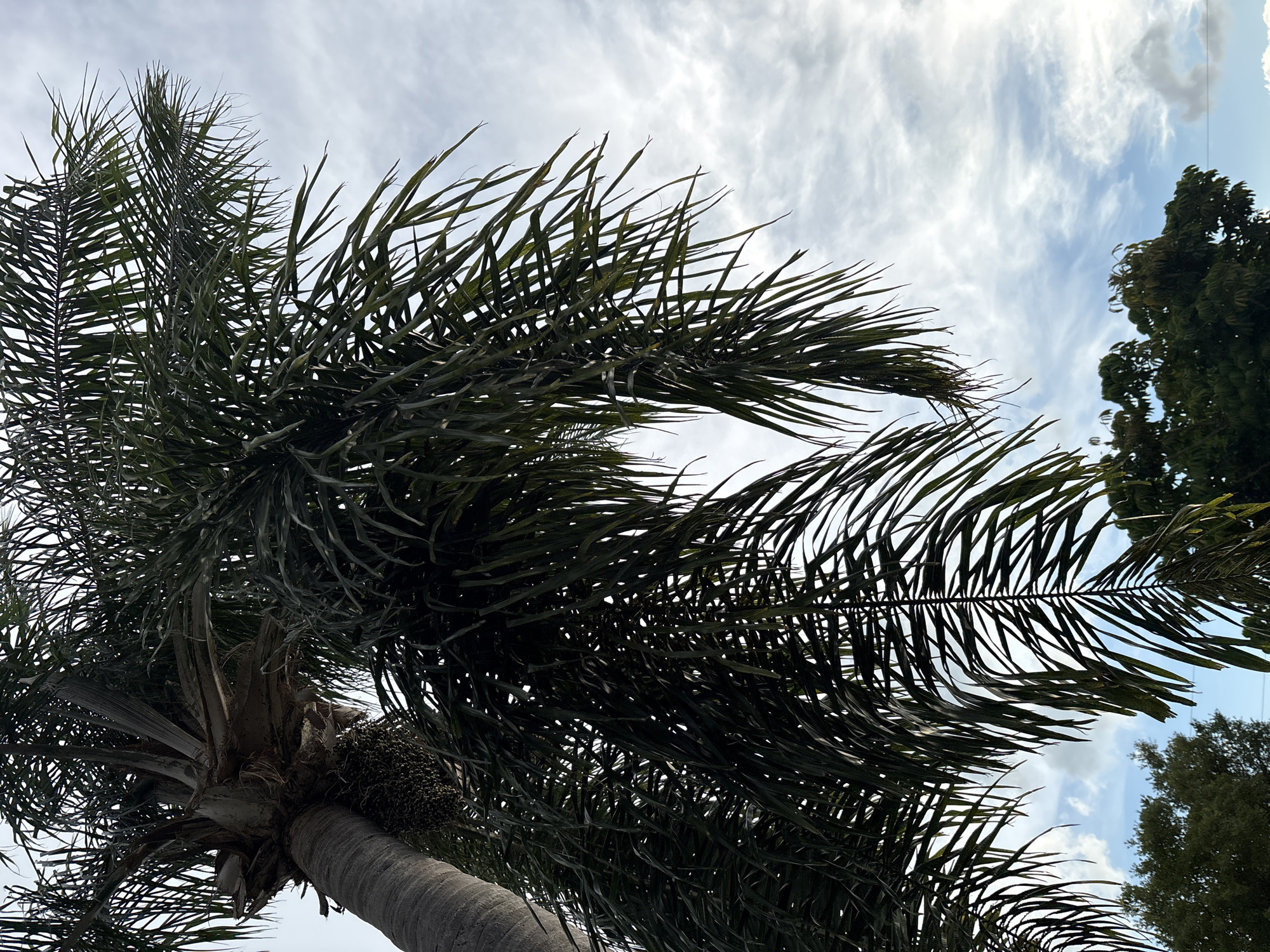 The image is a low-angle shot of a palm tree against a cloudy sky, taken in South Venice, Florida, United States. The trunk of the palm tree is thick and textured, with a cluster of small, dark fruits hanging from it. The fronds are a deep green and fan out from the top of the trunk, some curving downwards. The sky is filled with wispy, white clouds against a light blue background. In the distance, the tops of other trees are visible, appearing as dark green masses. The overall scene suggests an outdoor, tropical or subtropical environment. There are no people or any discernible actions or interactions visible in the image.