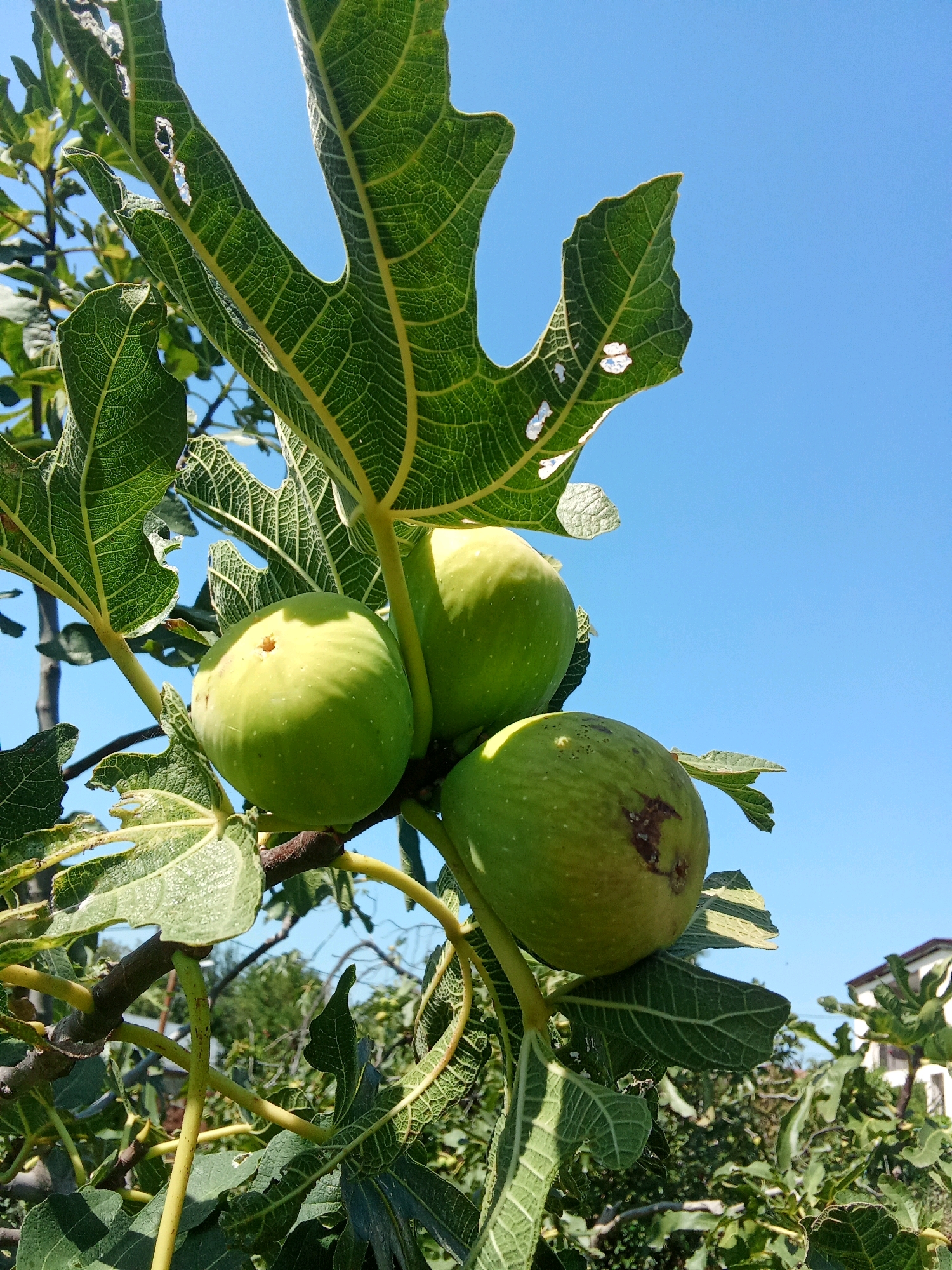 The image depicts a close-up view of unripe green figs hanging from a fig tree against a clear blue sky. The figs are clustered together, with one fig in the foreground showing some browning and damage. Large, lobed fig leaves with prominent veins surround the fruit. The background includes more foliage of the fig tree and hints of buildings and other greenery, suggesting an outdoor setting. The lighting indicates it is daytime, likely sunny. The scene is composed from a low angle looking upwards towards the sky. The specific location in Tbilisi, Georgia cannot be determined from the image itself.