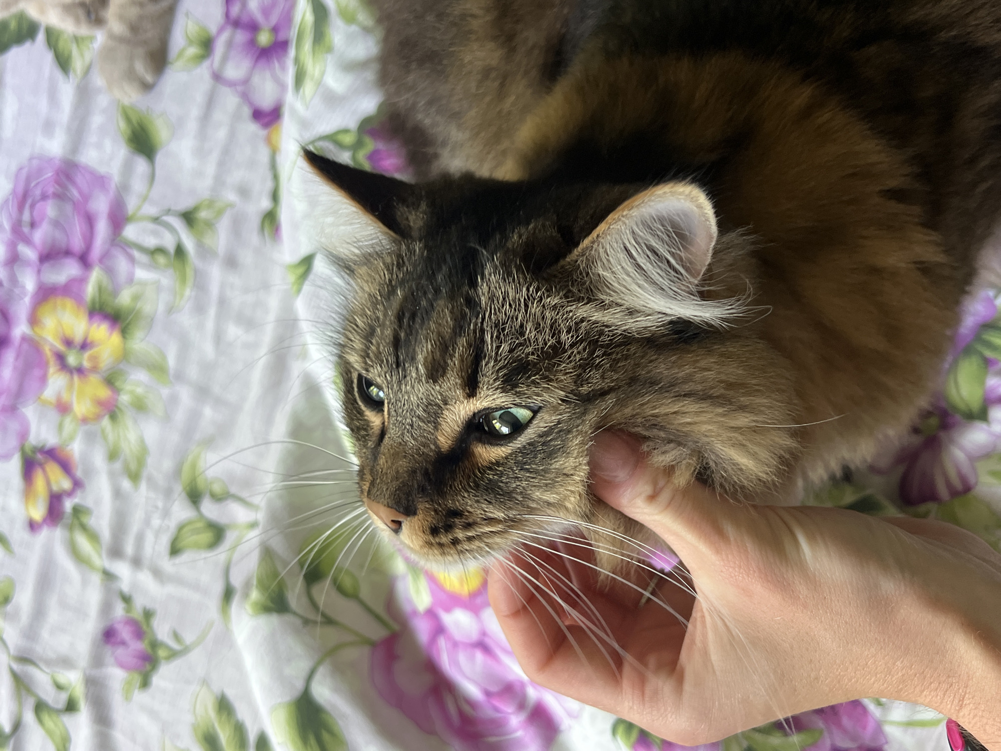 In Chaikovsky, Russia, a close-up shot captures a tabby cat being petted by a human hand against a floral patterned fabric background. The cat's head is tilted upwards, revealing its green eyes and long white whiskers. The fabric features a repeating pattern of purple and pink flowers with green leaves. The hand is gently stroking the cat's chin and jawline. The lighting suggests an indoor setting, possibly a bed or sofa.