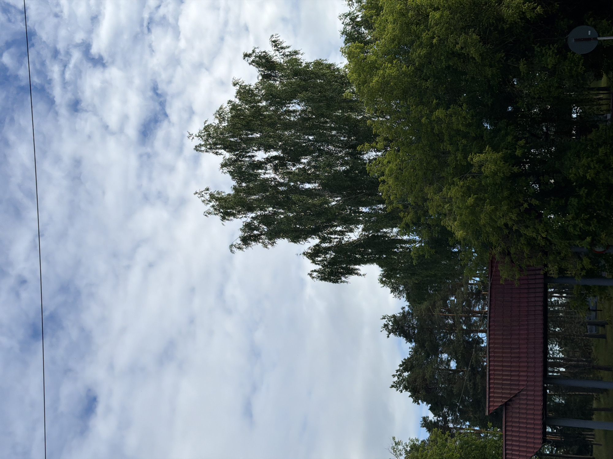 The image depicts an outdoor scene with a focus on trees and the sky. In the foreground, lush green trees dominate the frame, with one tree displaying a more delicate, feathery foliage compared to a denser, darker green tree to its right. A portion of a building with a dark red tiled roof is visible in the lower right quadrant, suggesting it might be a dwelling or an outbuilding. Behind the trees, a vast expanse of sky is filled with scattered white clouds against a pale blue backdrop, indicating a daytime scene with moderate cloud cover. A thin, dark electrical wire runs diagonally across the upper left portion of the image, adding a man-made element to the natural landscape. The overall impression is one of a serene, possibly rural, setting in Moshenskoe, Russia, under a typical summer sky. There is no visible text in the image, and no people are present, focusing the viewer's attention on the natural elements and the building's structure. The lighting suggests it is likely daytime, perhaps late morning or early afternoon.