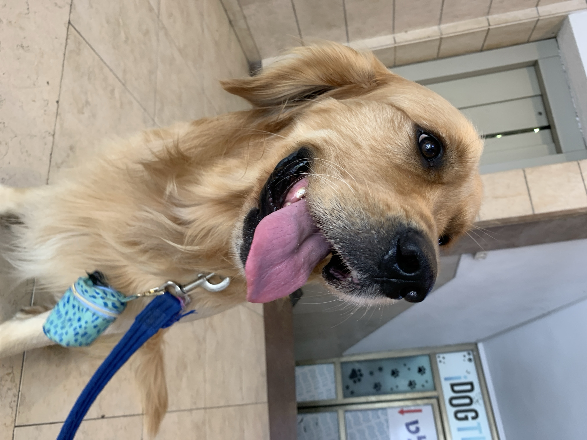 A close-up, medium shot captures a golden retriever dog looking to its right with its tongue hanging out. The dog wears a blue leash with a small, blue-patterned pouch attached. The background shows an elevator door, a tiled floor, and a storefront with the words "DOG T" visible on a sign. The scene appears to be in Tel-Aviv, Israel.