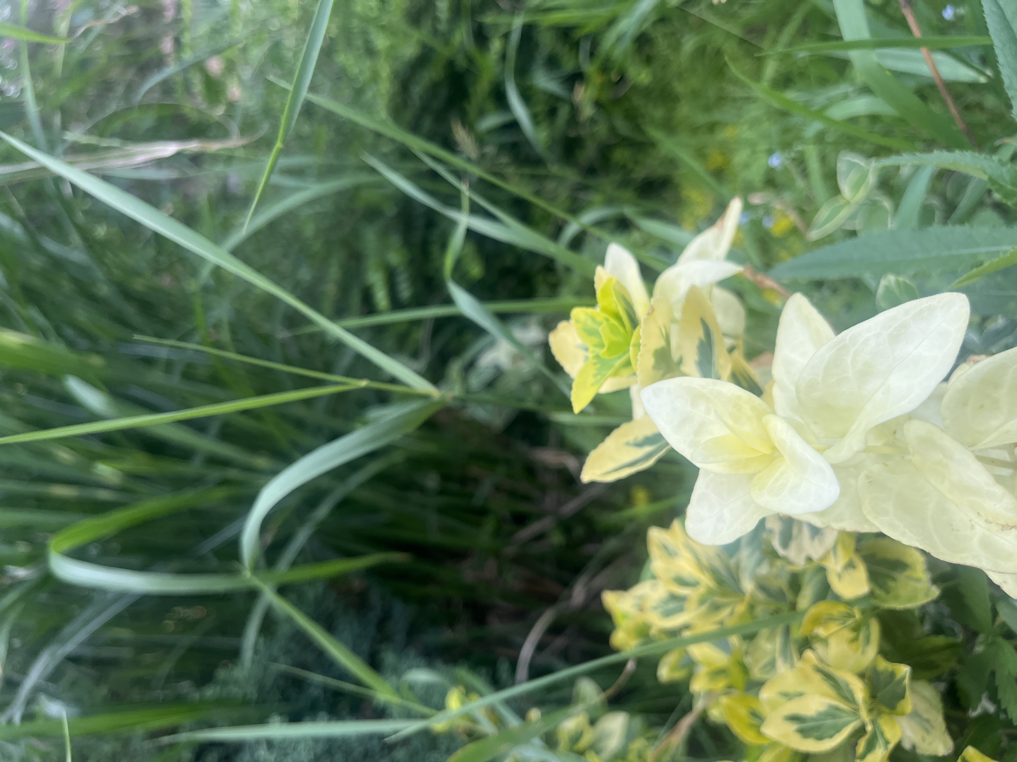 The image shows a close-up view of a plant with variegated leaves in shades of green and yellow, and clusters of creamy white flowers. The foreground is dominated by the plant, with its leaves and delicate petals filling the right side of the frame. The background is a blur of lush green foliage, suggesting a garden or natural setting. Long, slender blades of grass also weave through the scene, particularly on the left side, adding to the natural, overgrown feel. The lighting suggests it is daytime, with soft light illuminating the flowers and leaves. There is no visible text in the image. The scene evokes a sense of tranquility and the beauty of nature. Given the location context of Onokivtsi, Ukraine, this could be a plant found in a Ukrainian garden or natural landscape.