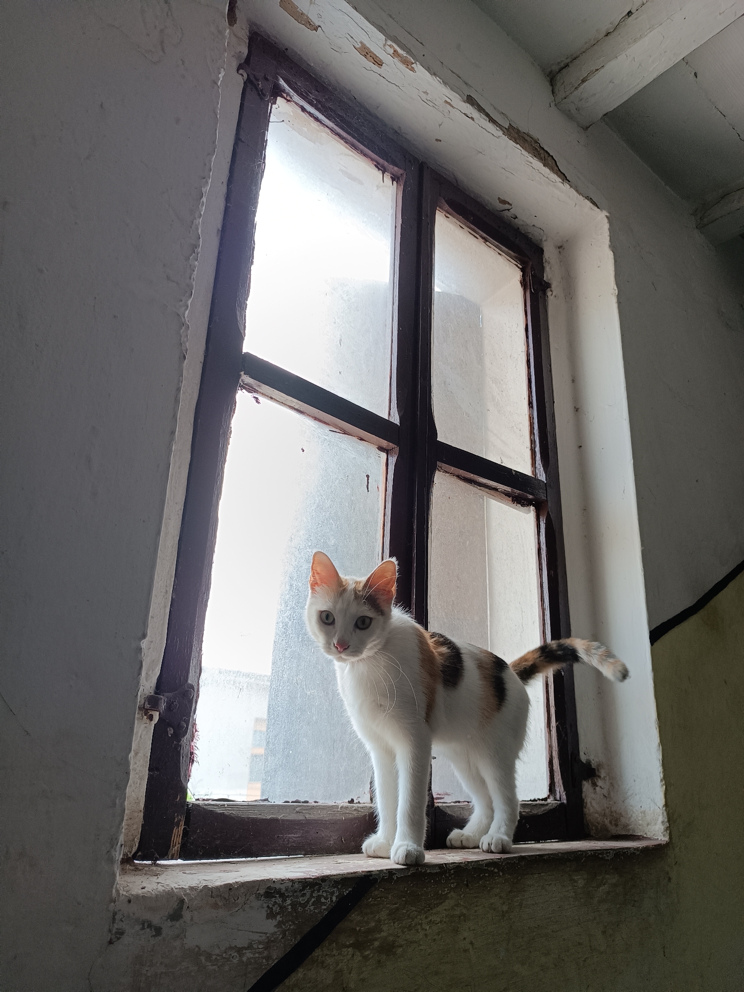 A calico cat stands on the windowsill of an old, six-paned window. The window is set into a rough, painted white wall. The frame of the window is painted dark brown. The wall is chipped and aged, with signs of deterioration. The cat is white with patches of brown and orange. The window is located in Viadana, Italy.