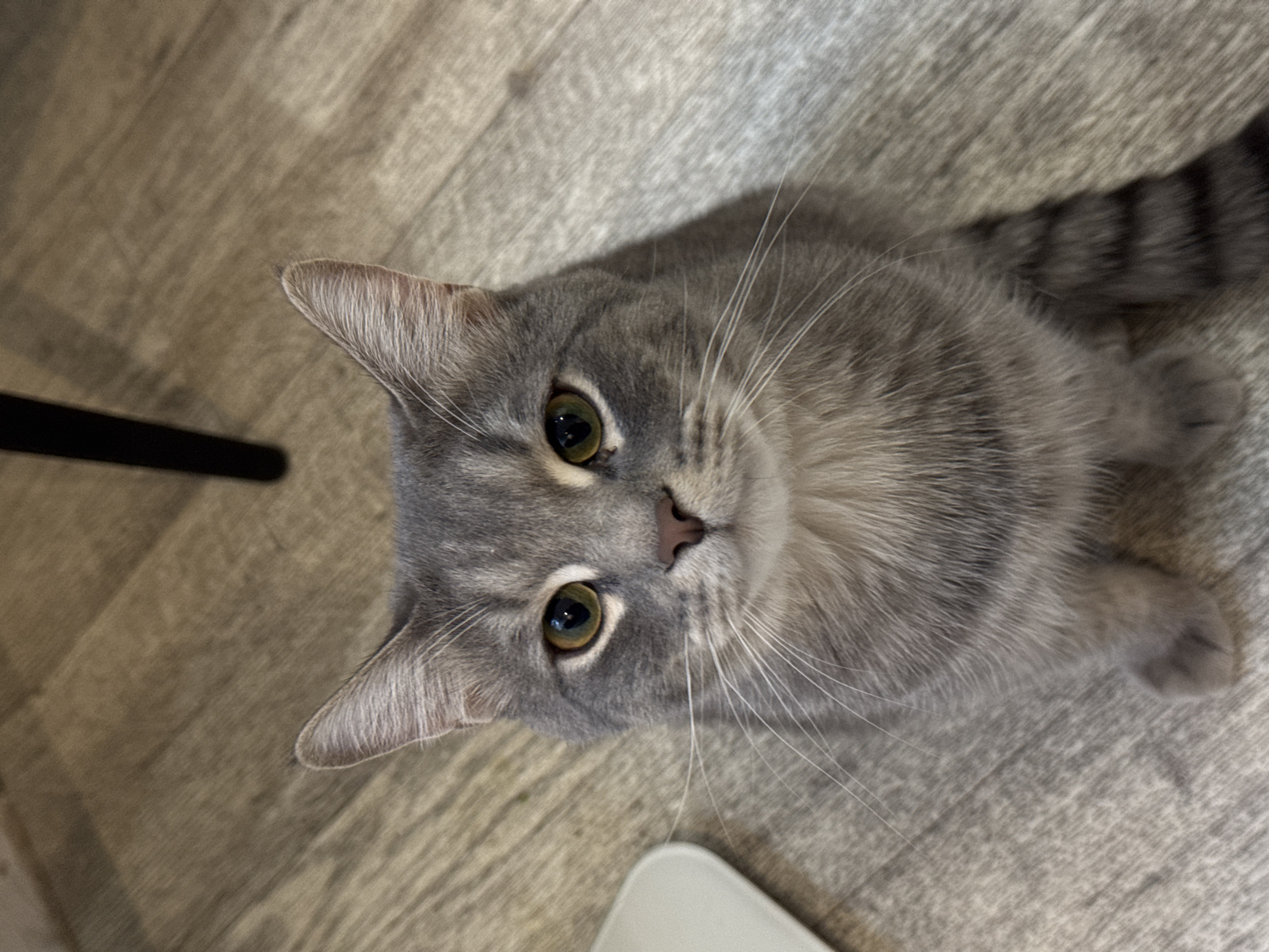 A grey tabby cat is the central subject of the image, looking directly upwards into the camera. Its fur is a mix of light and dark grey stripes, visible across its head, cheeks, and a portion of its tail and paw on the right side of the frame. The cat has large, round eyes with dark pupils and a greenish-yellow iris, conveying a curious and attentive expression. Its nose is a small, pinkish-brown color, and numerous long, white whiskers extend from its muzzle.
The cat is positioned on a light grey, textured surface, resembling a carpet or rug. To the left of the cat, a portion of a light brown wooden floor is visible. A thin, dark, vertical object, possibly a furniture leg, is present on the far left. At the bottom center, a small, curved white object is partially visible. The scene appears to be indoors, under even, bright lighting, suggesting either daytime or well-lit artificial light. No text is visible.