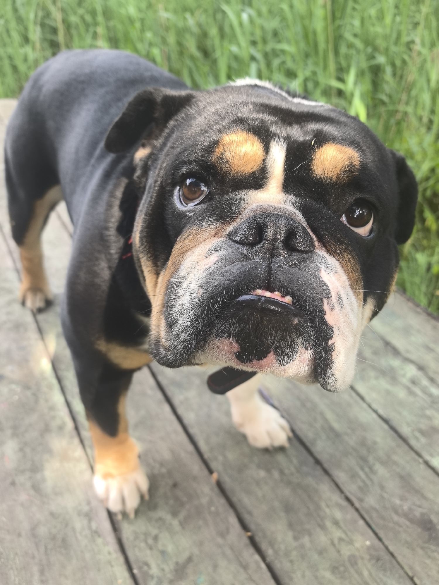 The image shows a close-up of a tricolored bulldog standing on a weathered wooden deck. The dog is facing the camera, with its head tilted slightly. Its fur is predominantly black, with tan markings on its face and legs, and white paws. The dog's eyes are brown and appear to be looking directly at the viewer. Its mouth is slightly open, with a pink tongue visible. Behind the dog, out of focus, is a grassy area. The wooden planks of the deck are visible in the foreground and background, with some appearing to be slightly damp or weathered. There are no people or other animals visible in the image. The location is described as Noviy, Russia.