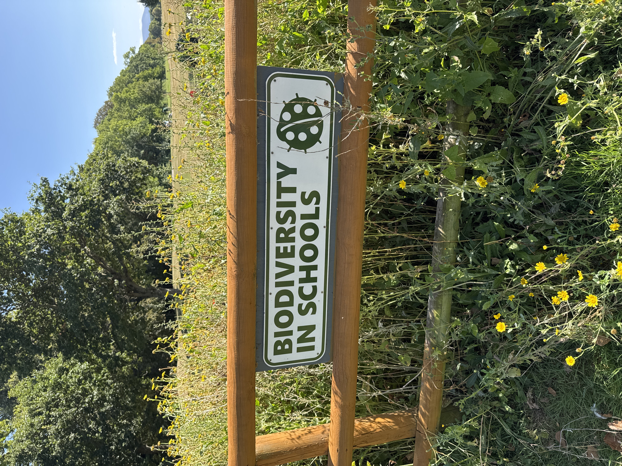 A sign reading "BIODIVERSITY IN SCHOOLS" with a ladybug graphic is attached to a wooden fence. The fence is surrounded by tall green grass and yellow wildflowers. In the background, a line of trees stretches across a grassy field, and a clear blue sky is visible above. The scene appears to be an outdoor educational or nature area, possibly within the grounds of a school or park. There are no people visible in the image. The location is likely Cahir, Ireland, as indicated by the context.