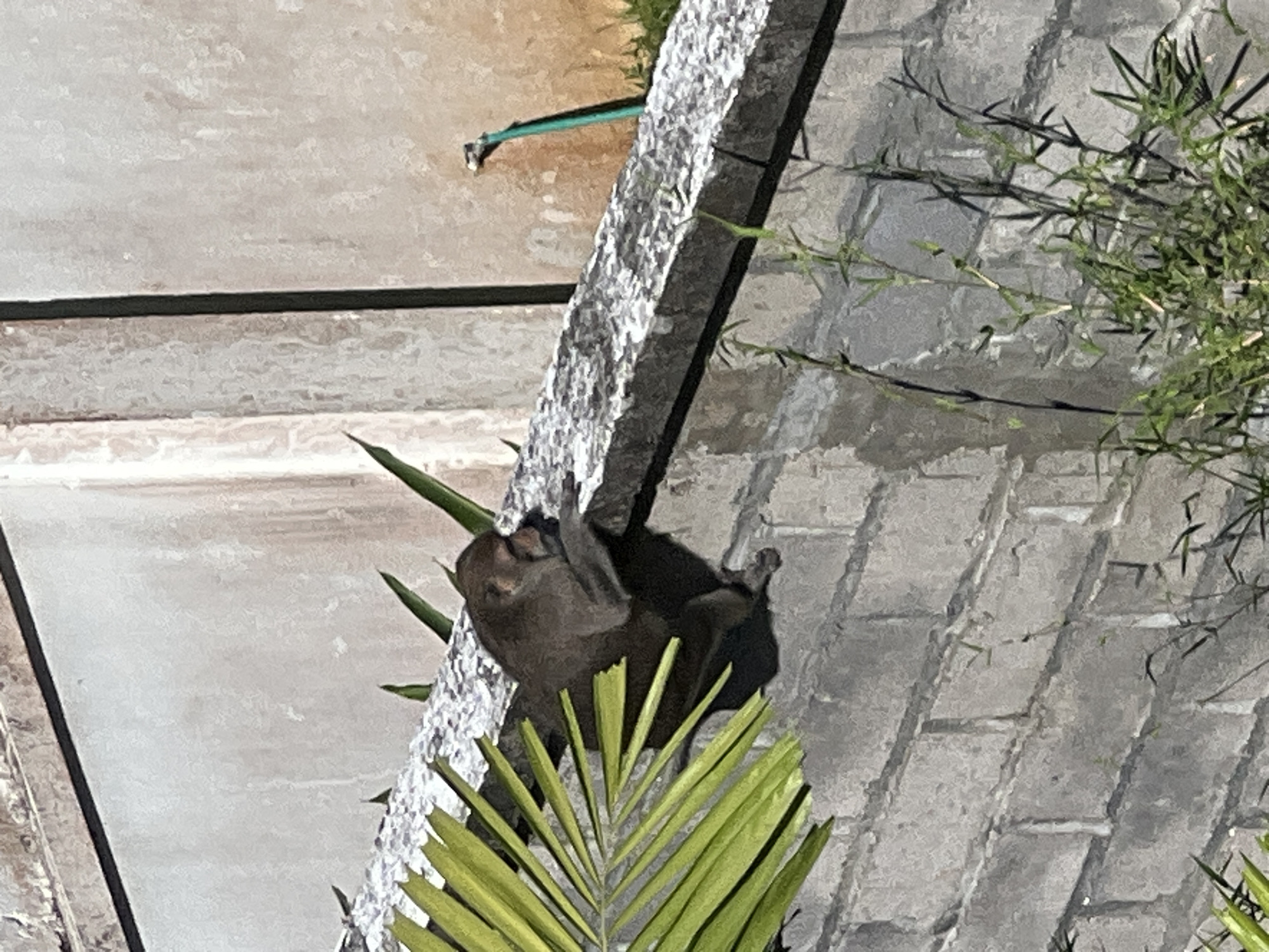 A photograph shows a bat hanging from what appears to be a concrete or stone fence, viewed from above. The bat is primarily dark brown in color and is positioned on the side of the fence, with its head tilted slightly downward. Vegetation, including a palm frond and other leafy plants, surrounds the bat and the fence. The background features concrete and brick surfaces. The location is Unknown, Unknown.