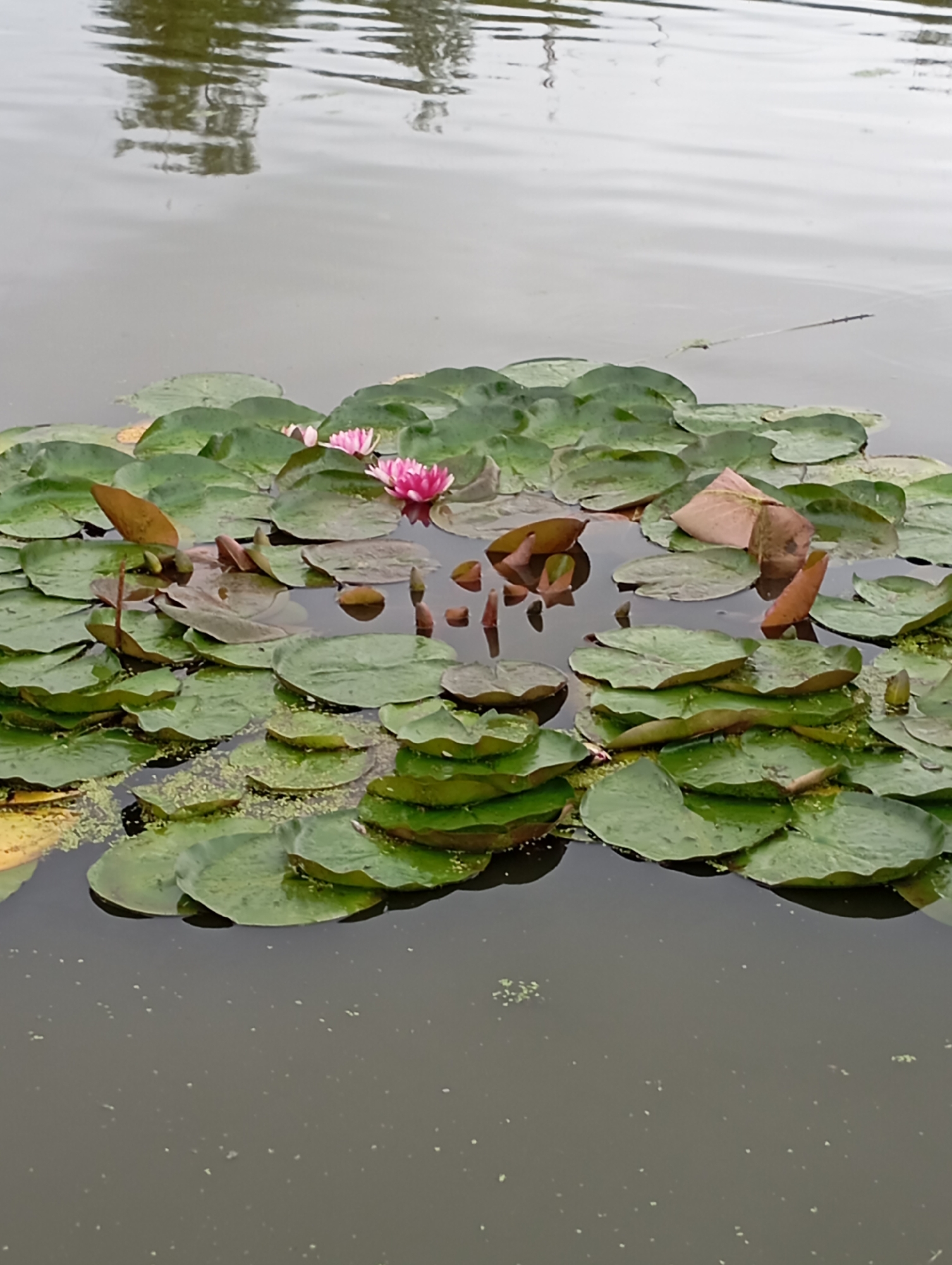 A cluster of water lily pads and two pink water lilies floats on a dark, still body of water. The water reflects the overcast sky and some indistinct greenery. The scene appears to be a natural pond or lake, likely within a park or garden setting. The image does not provide any specific visual cues to place it in the city of Malyi Bukor, Russia. There are no people or animals visible in the image.