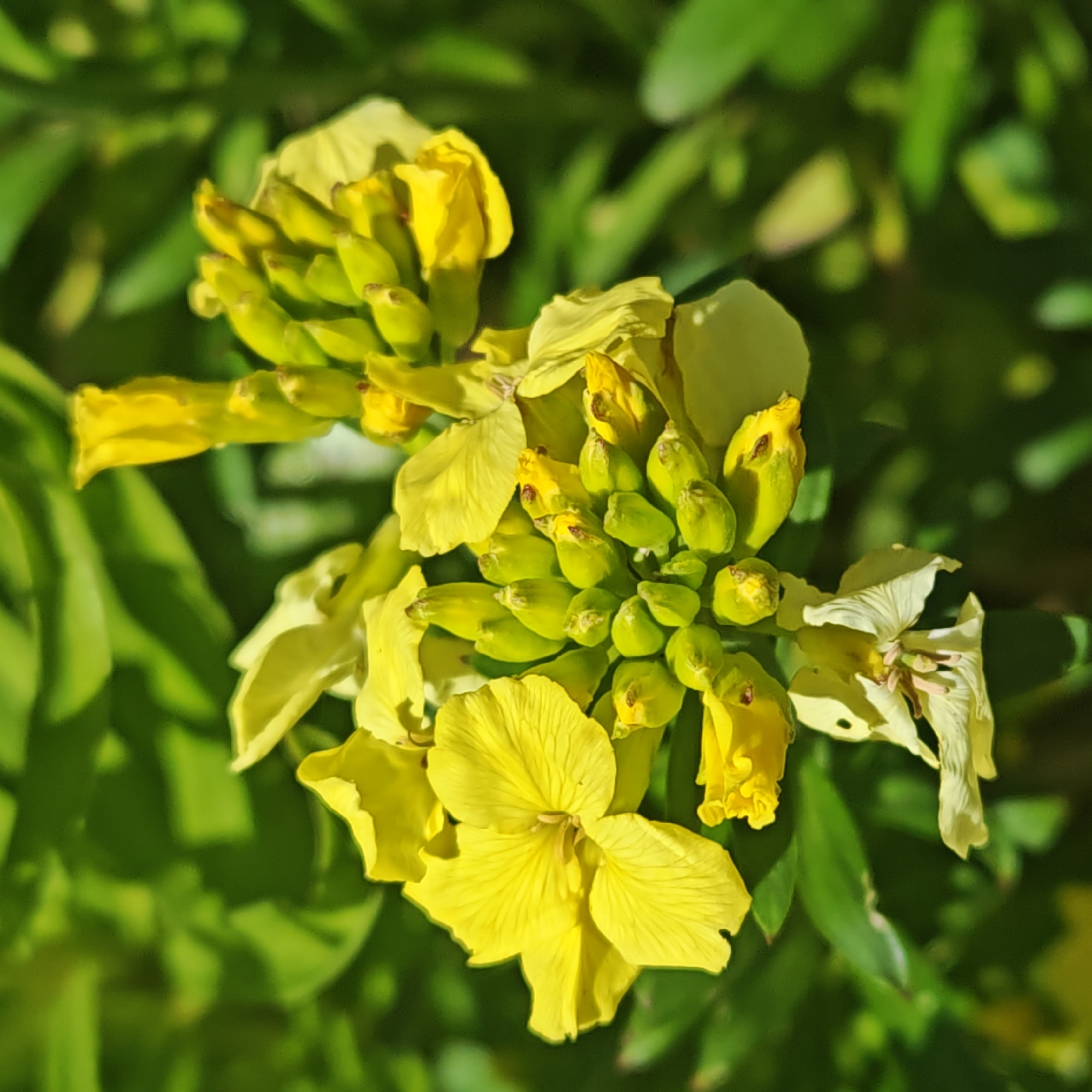 A close-up, eye-level shot depicts a cluster of yellow flowers surrounded by green foliage. The flowers appear to be in various stages of bloom, with some fully open and others still in bud. The yellow petals have a slightly ruffled texture. The background is blurred, emphasizing the subject's details. The location and city are unknown.