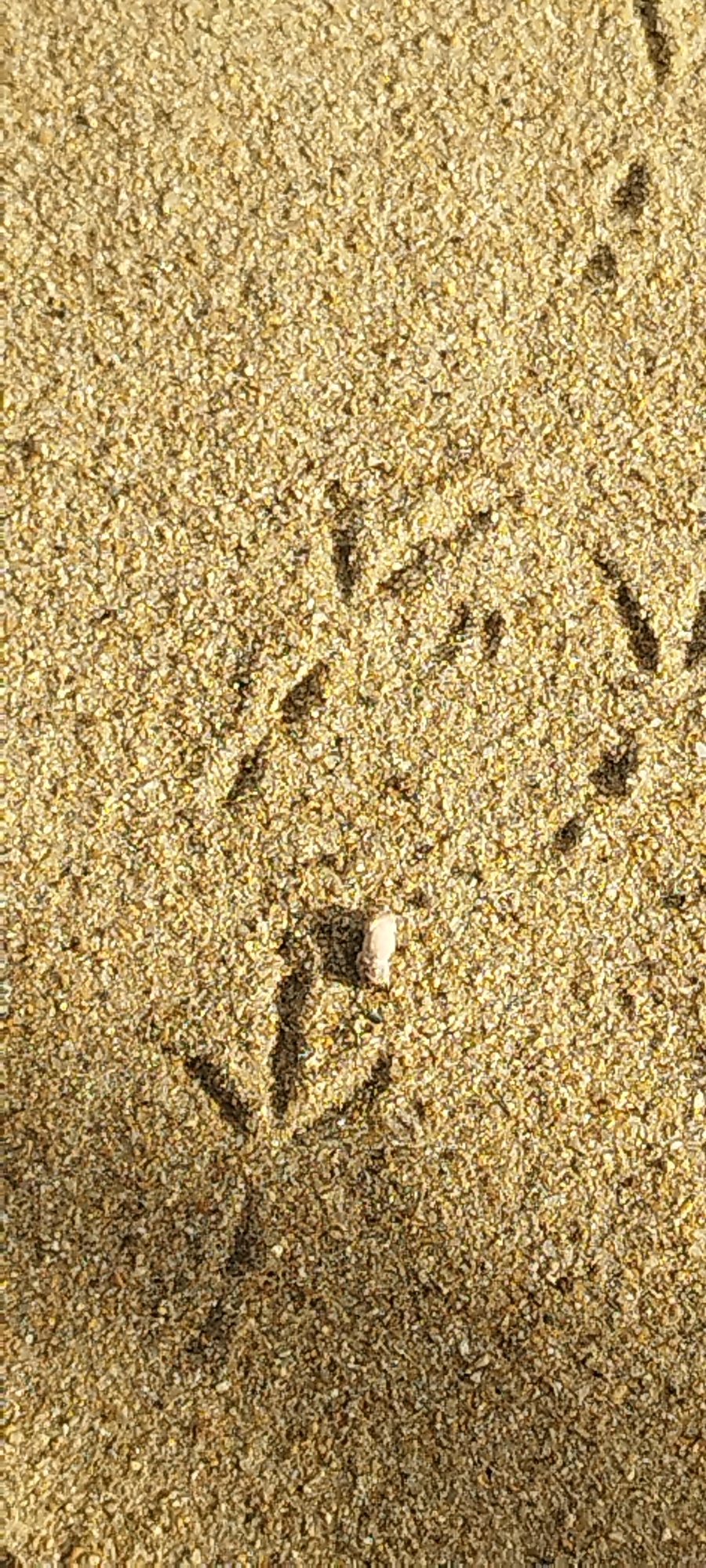 The image shows bird footprints in sand. A small, light-colored object (possibly a small stone or shell fragment) is present within one of the footprints. The setting is an outdoor environment, likely a beach or sandy area. There is no visual evidence to confirm the location being Yakutsk, Russia.