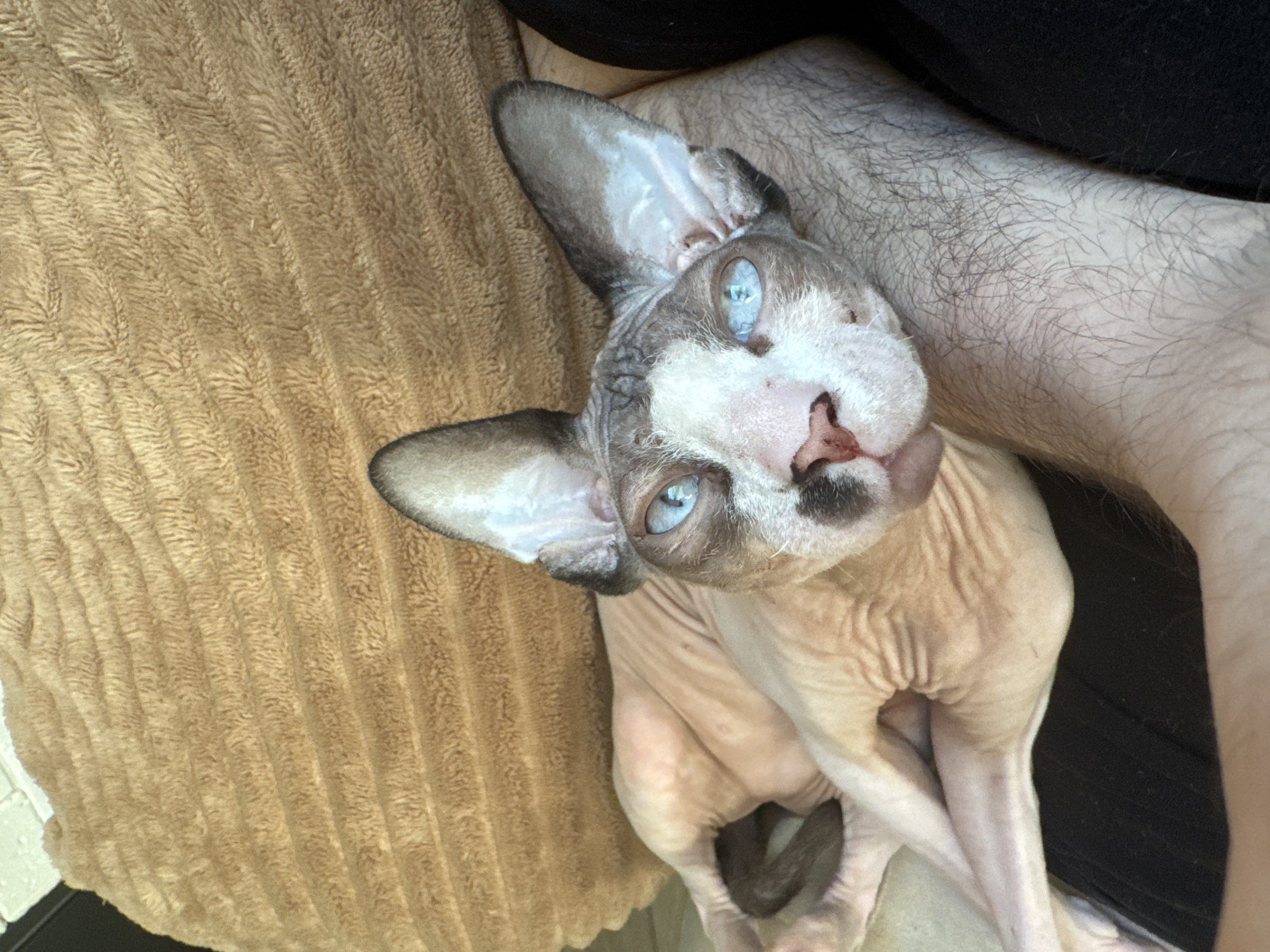 A hairless Sphynx cat with striking blue eyes and mottled gray and white markings is nestled between a brown, textured pillow or blanket and a human arm covered in fine hair. The cat's head is tilted upwards, displaying a curious expression. The human arm is positioned above the cat, and the background includes a black garment. The scene is indoors.