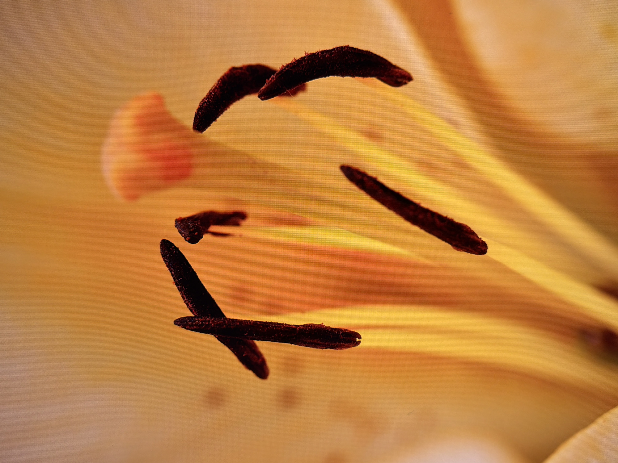 The image is a close-up, macro photograph of the stamen and pistil of a lily flower. The stamens are dark brown and fuzzy, with the anthers loaded with pollen. The pistil is a lighter, pale orange color and is centrally located. The background is a soft, blurry gradient of orange and yellow, suggesting the petals of the flower. The image focuses on the reproductive parts of the flower, highlighting their texture and color. There are no people or any indication of a specific location within the city of Kyiv, Ukraine. The scene is purely botanical.