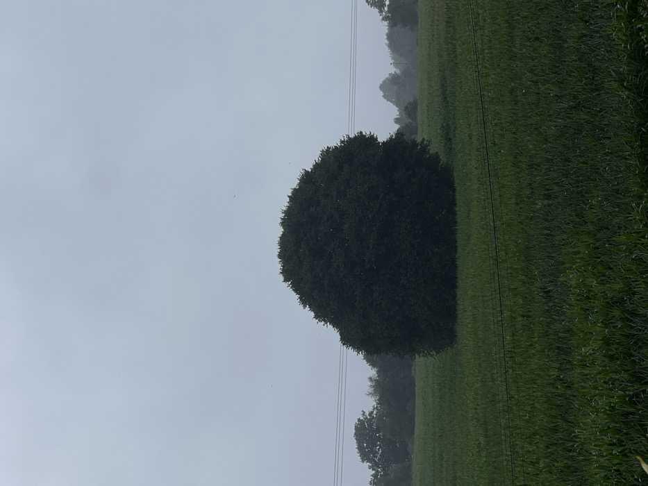 The image displays a wide, green agricultural field under a uniform, overcast light grey sky. A large, solitary, dense, dark green deciduous tree, approximately ovoid in shape, is centrally positioned within the mid-ground of the field. The field vegetation is consistent, appears to be a cultivated crop, and extends from the foreground to the distant horizon. Three parallel, dark horizontal lines, consistent with power or communication cables, are visible traversing the mid-ground, situated above the field and below the upper portion of the central tree. In the background, a band of darker green trees or woodland is discernible, partially obscured by atmospheric haze or mist. Several small, dark specks, identified as avian figures, are visible against the sky in various parts of the upper frame. The scene is devoid of human presence, activity, or explicit interactions. The lighting is diffused, indicating an overcast day. This rural scene is located within the agricultural periphery of Exeter, United Kingdom.