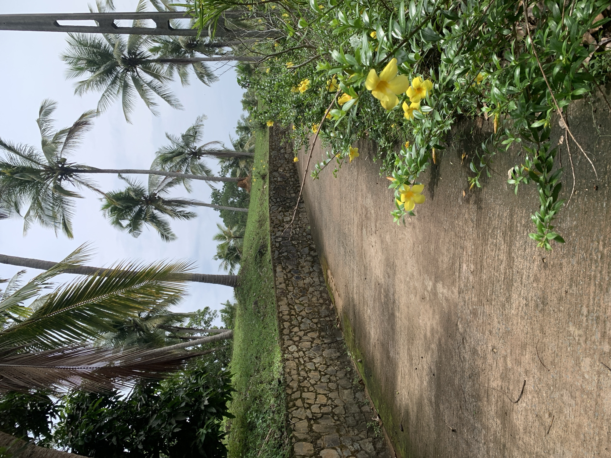 The scene is a concrete path in Angulugaha Junction, Sri Lanka. Palm trees line the left side, while vegetation with yellow flowers grows on the right. A stone wall separates the path from a grassy area with more trees. The sky is overcast.
