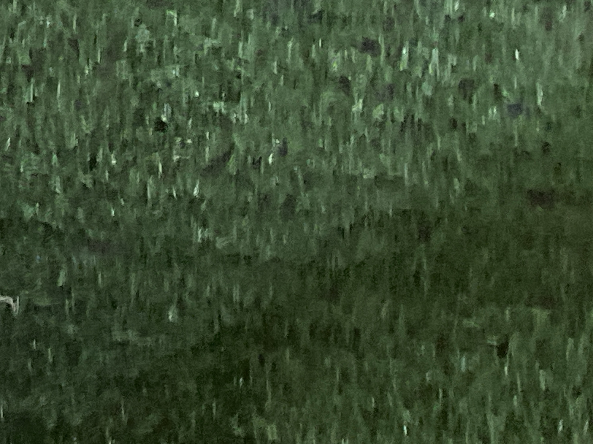 The image is a close-up, abstract view of a dense, dark green surface with lighter green and white speckles scattered throughout. The texture suggests something organic, possibly vegetation, with individual elements appearing blurred or out of focus. There are no discernable human figures, objects, or actions. The overall impression is one of a natural, textured pattern. Without additional context or distinguishing features, it is impossible to determine its specific location within Jauro Yinu, Nigeria.