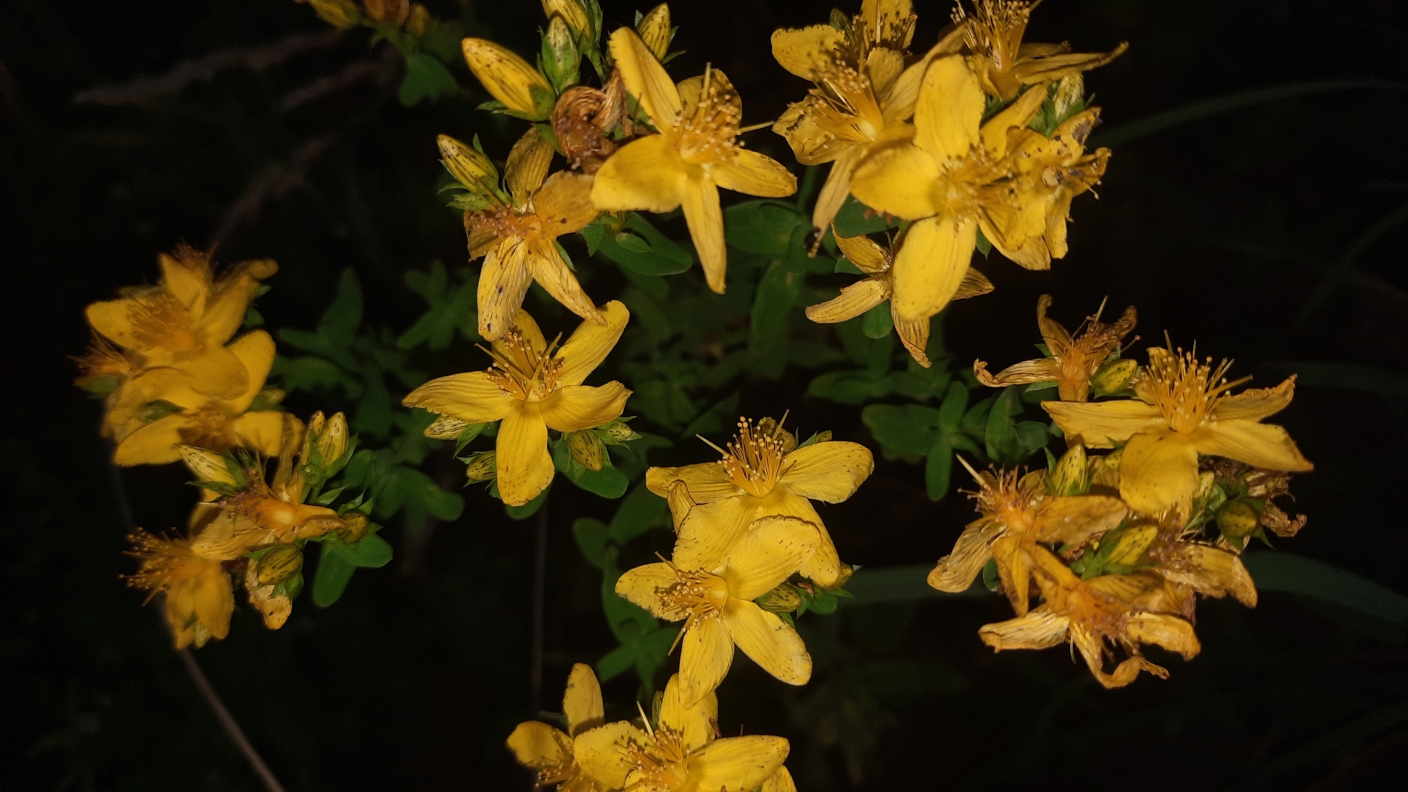 A close-up, dimly lit shot showcases a cluster of St. John's wort flowers, their vibrant yellow petals stark against the dark, out-of-focus background. The flowers exhibit a star-like shape with five petals each, adorned with numerous stamens. Some of the flowers appear fresh and fully bloomed, while others are more withered and dried, revealing their delicate, intricate structures. The green leaves of the plant are visible, providing a subtle contrast to the yellow blossoms. The image appears to have been taken at night, with artificial light casting a focused glow on the flowers. The overall impression is one of natural beauty captured in a moment of quiet stillness. There is no indication of the city of Шклоў, Belarus or any human presence in the image.