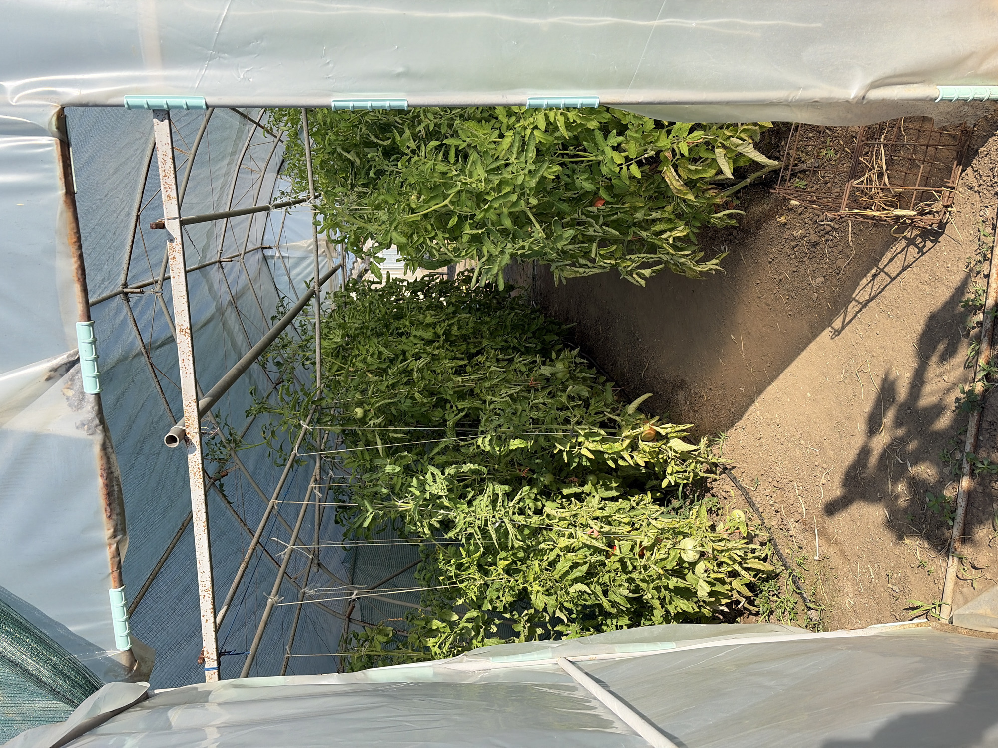 The image shows the interior of a greenhouse in Dolni Dabnik, Bulgaria, filled with rows of tall, leafy tomato plants. The greenhouse structure is made of metal poles and covered with clear plastic sheeting. The plants are supported by strings attached to the overhead frame, and some appear to have ripe red tomatoes. The ground inside the greenhouse is dirt. Sunlight streams in, casting shadows on the ground.