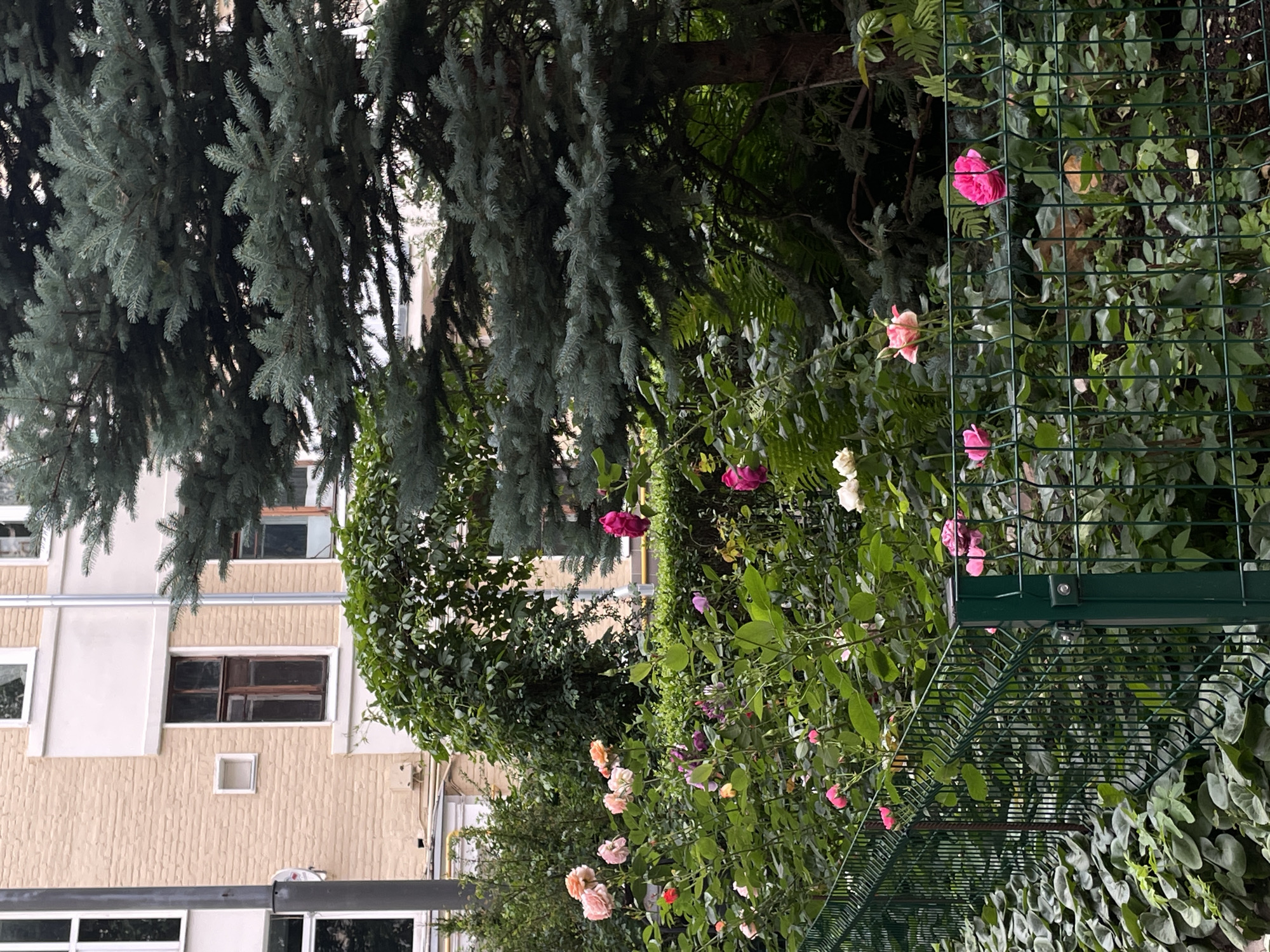 The image depicts an outdoor scene in a city, likely Moscow, Russia, featuring a residential building with a light yellow brick facade and dark-framed windows. In the foreground, a lush garden with a variety of flowering rose bushes in shades of pink, red, and white is visible. A dark green wire mesh fence runs along the front of the garden. Behind the roses, a large evergreen tree with blue-green needles dominates the right side of the frame. A section of the building's facade, including a prominent dark-paned window, is visible behind a climbing vine that forms an archway. The overall environment suggests a well-maintained urban garden area adjacent to a residential structure. No people are present in the image.