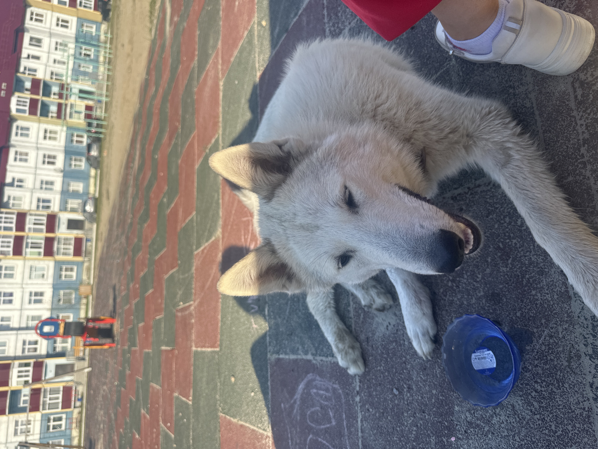 A medium-shot, eye-level photograph shows a white dog lying on a paved surface in an outdoor setting. The surface is constructed of red, green, and gray rectangular bricks. In the upper right corner, part of a person is visible, wearing red pants and a white shoe. Next to the dog lies a blue plastic dish. In the background, a multi-story building with blue, white, and red accents is visible. A playground structure is partially visible in the lower-left corner. The setting appears to be a residential area in the city of Высокий, Russia.