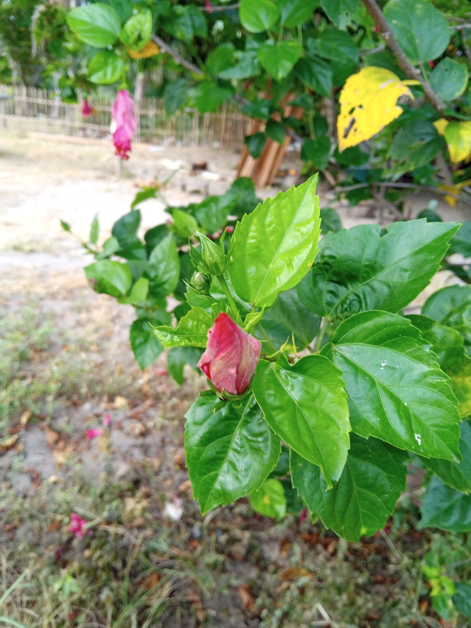 The image depicts a close-up view of a hibiscus plant with a red bud in focus. The plant has several bright green leaves surrounding the bud. In the background, slightly out of focus, are more leaves, a drooping pink flower, and a single yellow leaf. A blurry fence can be seen in the distance. The ground is covered with grass and scattered debris, suggesting a natural or garden setting. The location is Uteunreutoh, Indonesia.