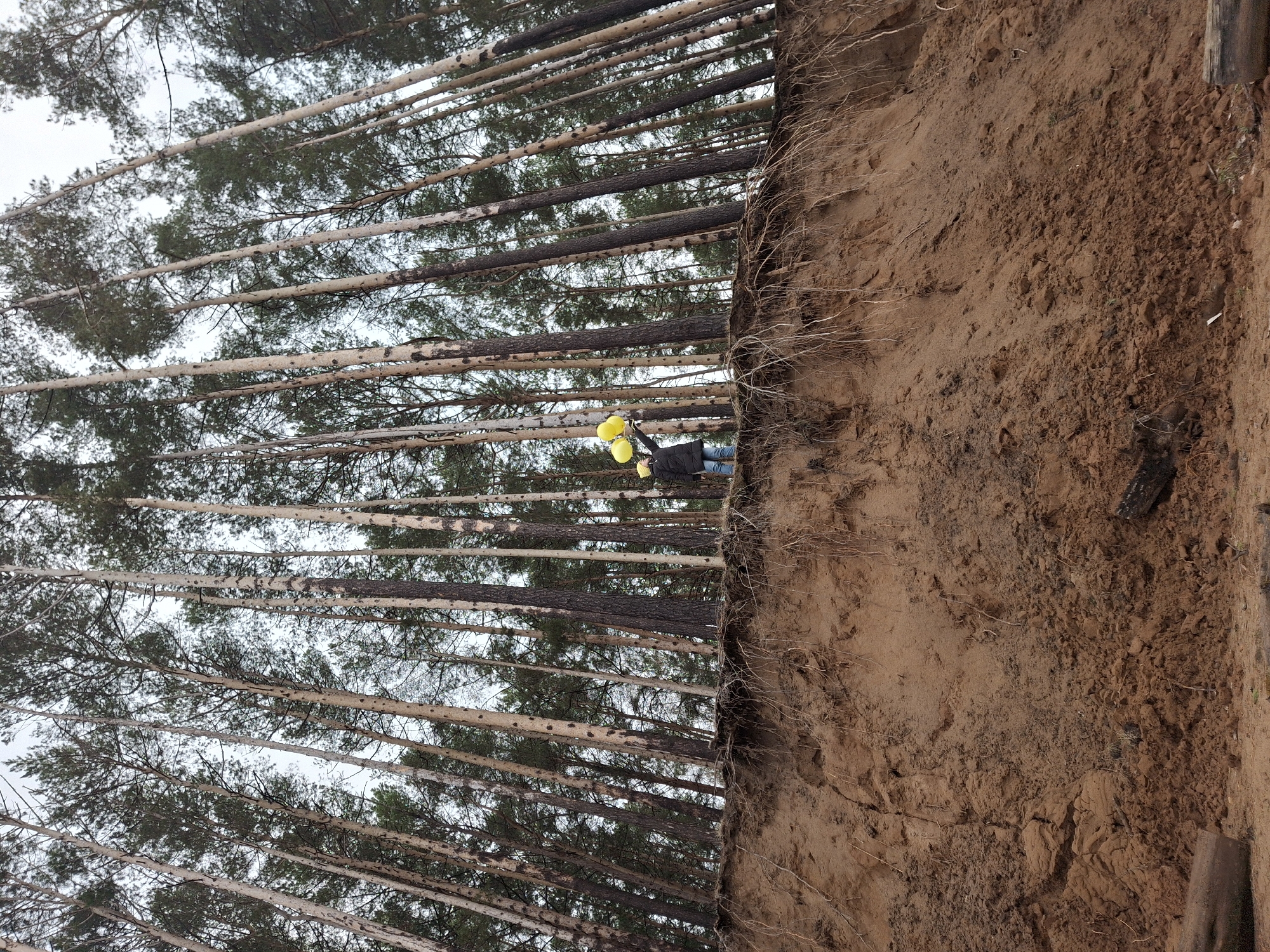 The image, when viewed in its correct upright orientation, captures a scene at the edge of a pine forest next to a steep, sandy embankment. A person is visible on the right side of the frame, standing near the top of this earthen bank. They are wearing a dark jacket and blue jeans, and are holding a cluster of three bright yellow balloons.
The prominent feature on the right is a vertical wall of reddish-brown soil, likely an exposed cut or eroded bank, from which numerous dry, light-colored tree roots protrude. The texture of the soil shows various shades and clumps, indicating its earthy composition.
To the left and extending into the background is a dense forest of tall, slender pine trees. Their straight trunks rise high, topped with green needles and branches. The sky overhead is a uniform, bright gray, suggesting an overcast day.
The person appears to be looking out towards the expanse of the forest. The presence of the balloons might suggest a celebratory moment, a photoshoot, or a symbolic gesture. No visible text is present in the image.