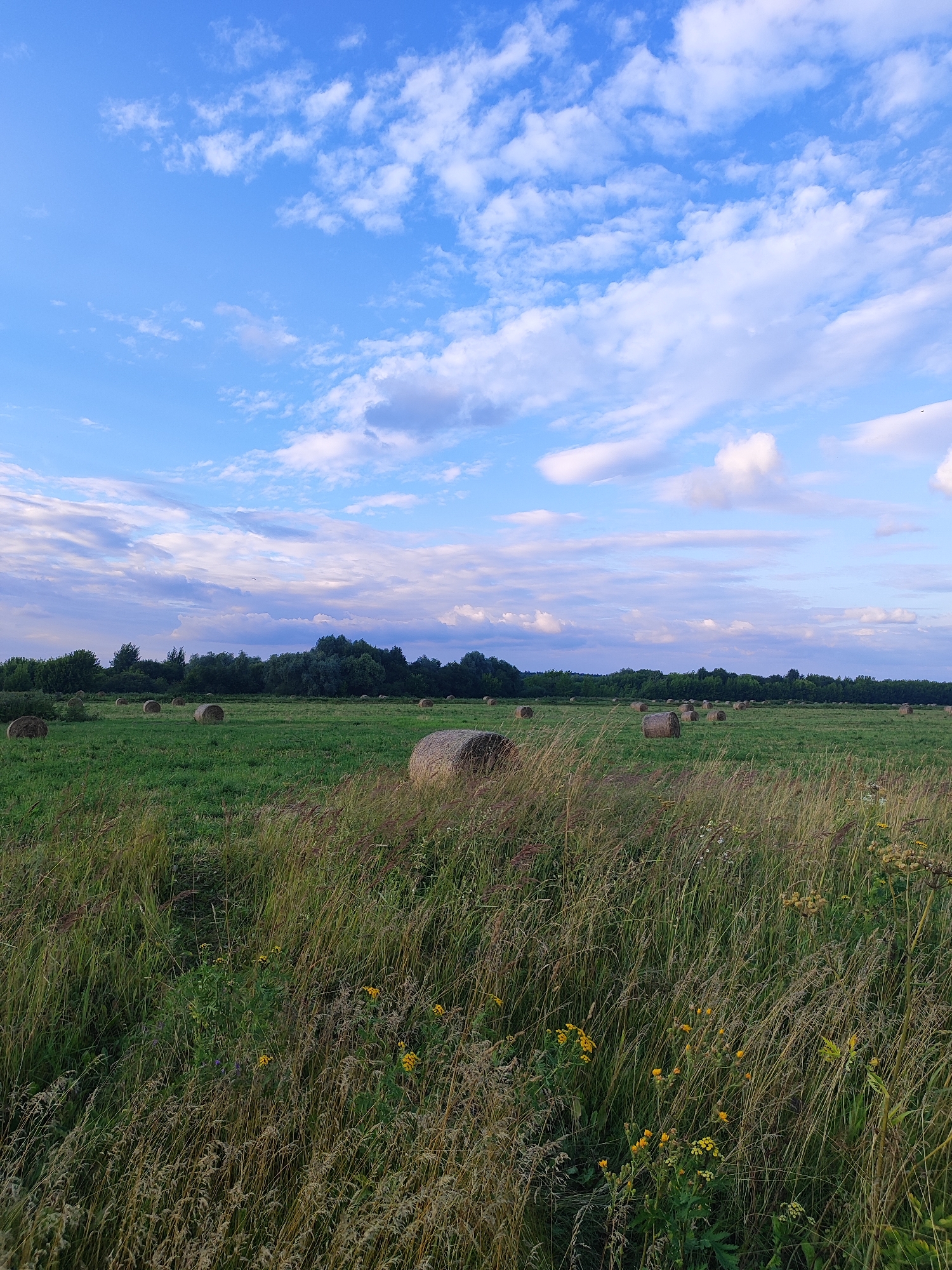The image depicts a rural landscape in Bronnitsy, Russia, under a partly cloudy blue sky. A large, green field is dotted with numerous round hay bales, indicating agricultural activity. In the background, a dense line of dark green trees forms a horizon. The foreground is dominated by tall, dry grass and some scattered yellow wildflowers, suggesting it is late summer or early autumn. The lighting indicates it is daytime, possibly late afternoon, given the soft illumination and slight shadows. There are no people or animals visible in the scene, and no specific actions or interactions are taking place. The overall impression is one of a peaceful, agrarian setting.