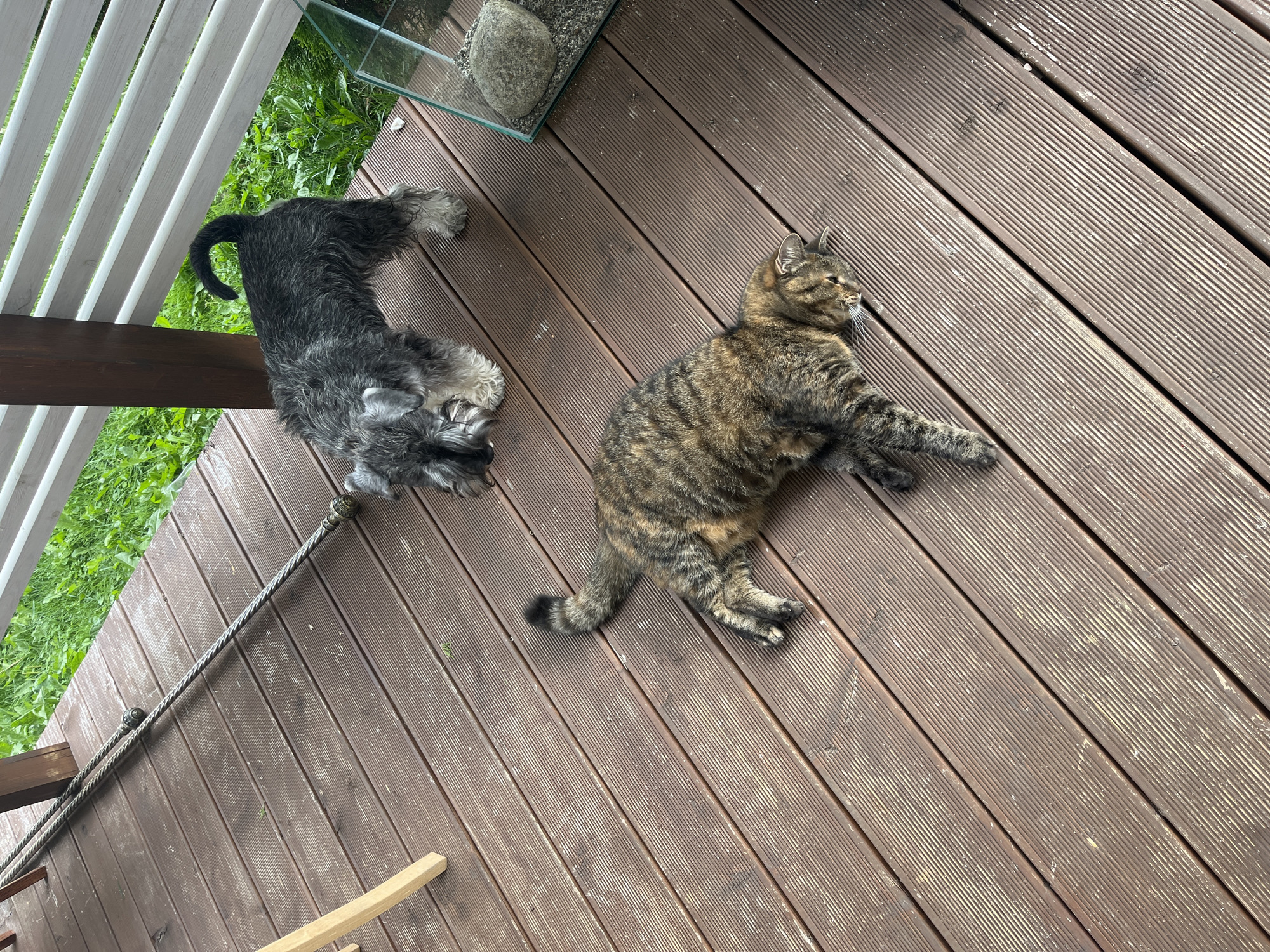 The image depicts a wooden deck with a tabby cat lying down and a miniature schnauzer standing near a glass aquarium. The deck is made of brown wooden planks. The cat is in the foreground, stretched out on its side. The dog is in the mid-ground, facing the cat. In the background, there is green grass and a white slatted railing. A glass aquarium containing a rock and gravel is positioned on the right side of the deck. There are no people visible in the image. The location is stated to be in the city of Vladimirovka, Russia.