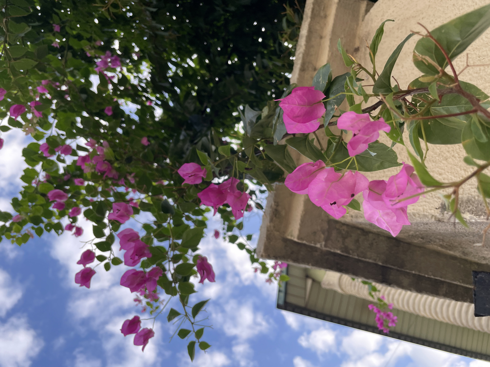 A low-angle shot shows pink bougainvillea flowers against a backdrop of a partly cloudy blue sky. The camera is positioned looking up, capturing the flowers cascading from above. Some flowers are attached to a beige-colored structure, likely a building facade. Green foliage intermingles with the pink blooms. The location, Ado, Nigeria is determined by geographical metadata linked to the image.