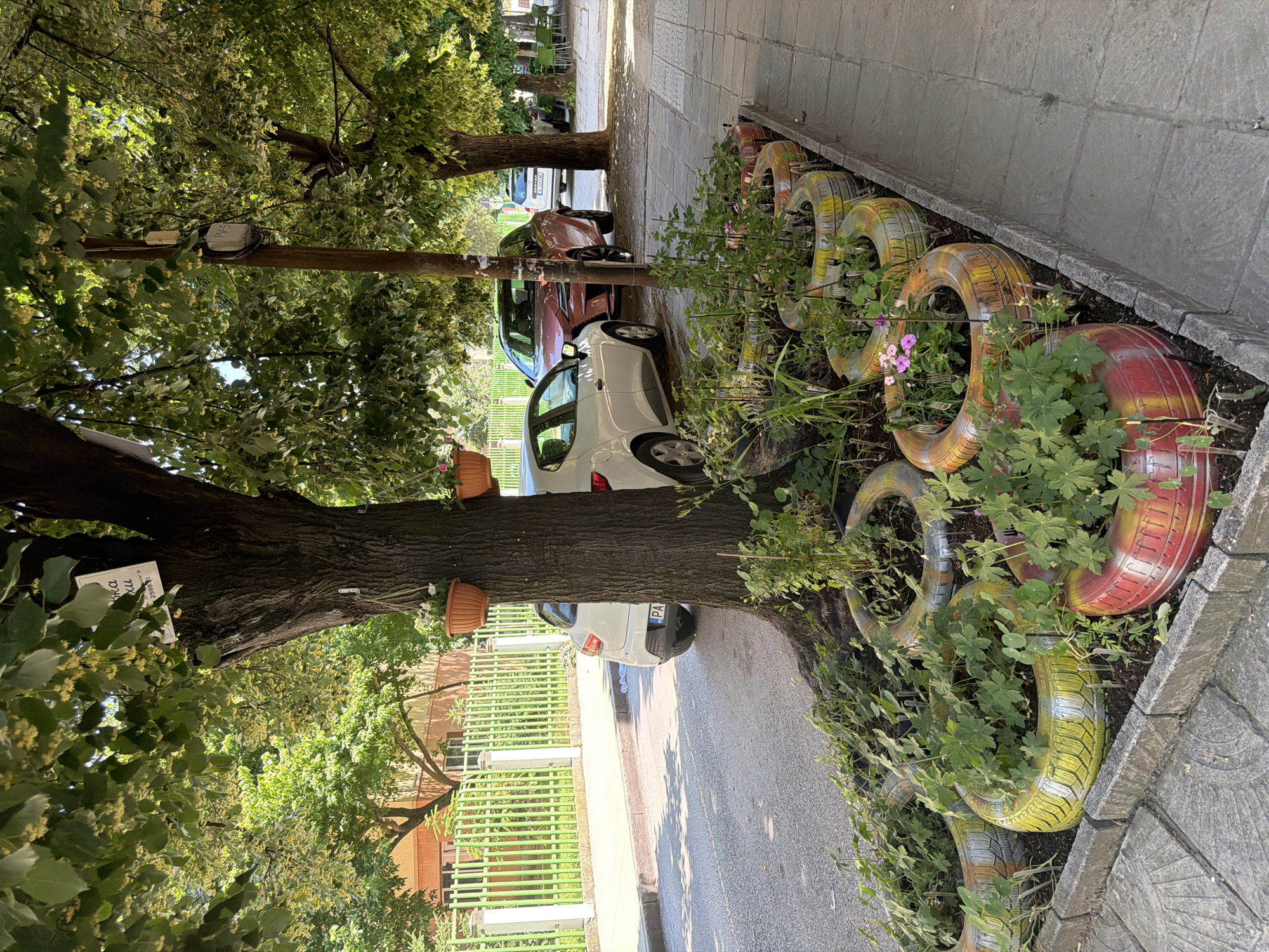 The image depicts a street scene in Pazardzhik, Bulgaria. In the foreground, a row of repurposed tires, painted in various colors including yellow, red, and orange, are used as planters for small green plants and some with pink flowers. These planters are arranged along a sidewalk made of gray concrete pavers. A large tree with lush green leaves and some yellow blossoms stands to the left, casting shadows. Two white cars are parked on the asphalt street. Further down the street, another car, possibly a light brown SUV, is parked, followed by a white SUV. A utility pole stands near the large tree. In the background, a building with a light orange facade and a green fence is visible. The overall environment suggests a sunny day in an urban setting, with the street and sidewalk indicating a public area. There are no people visible in the image.