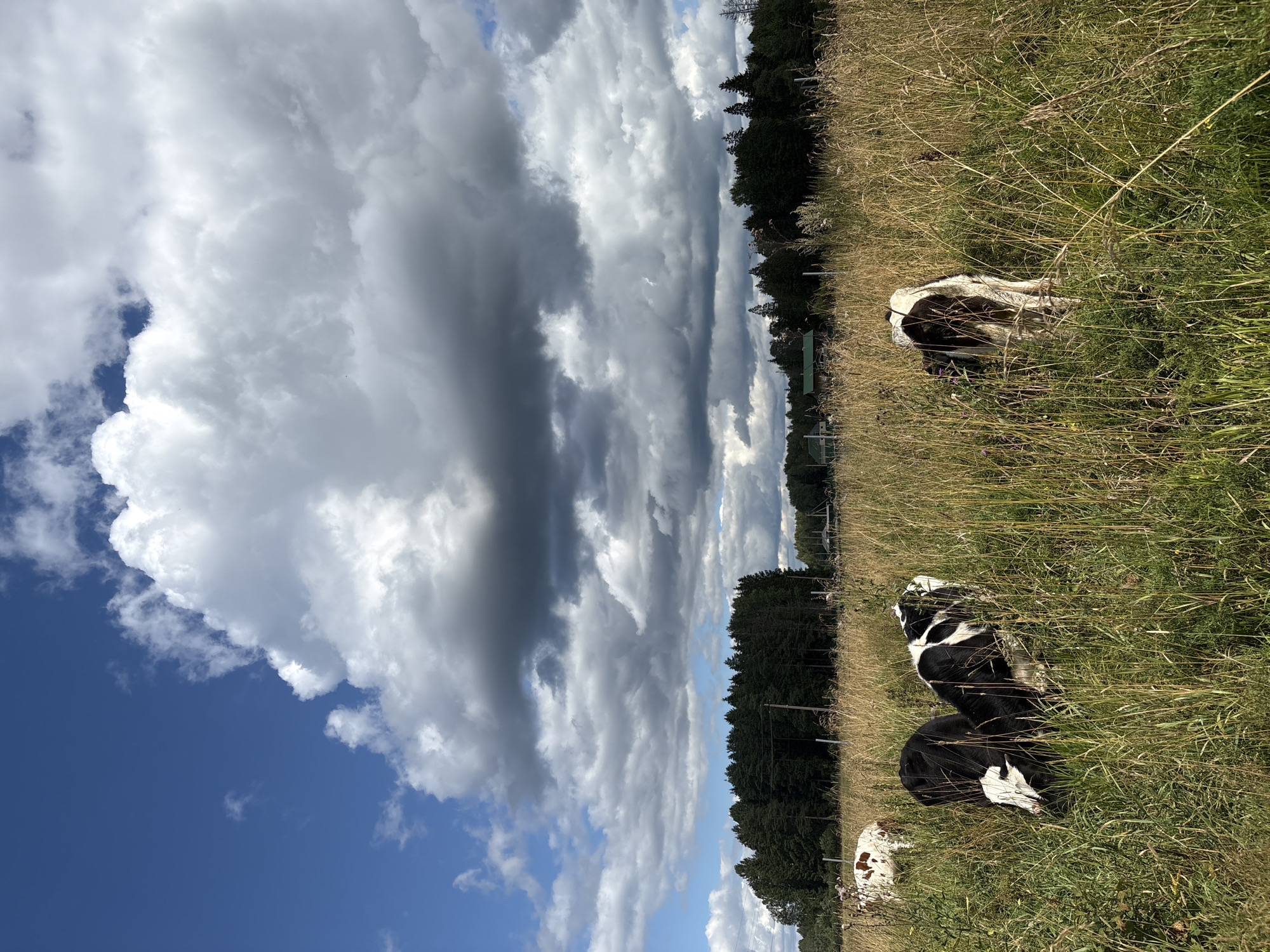 The image shows a pastoral scene in Lyady, Russia, under a dynamic sky filled with dramatic, dark grey and white clouds. In the foreground, several cows are grazing in a field of tall, dry grass. One cow, predominantly white with brown patches, is visible on the left. In the center and to the right, two black and white cows are partially obscured by the tall grass, with one facing away from the camera. The middle ground features a dense line of dark green coniferous trees. Beyond the trees, in the distance, a few buildings with green roofs are visible, suggesting a rural settlement. The overall environment is that of a natural, open landscape with agricultural elements.