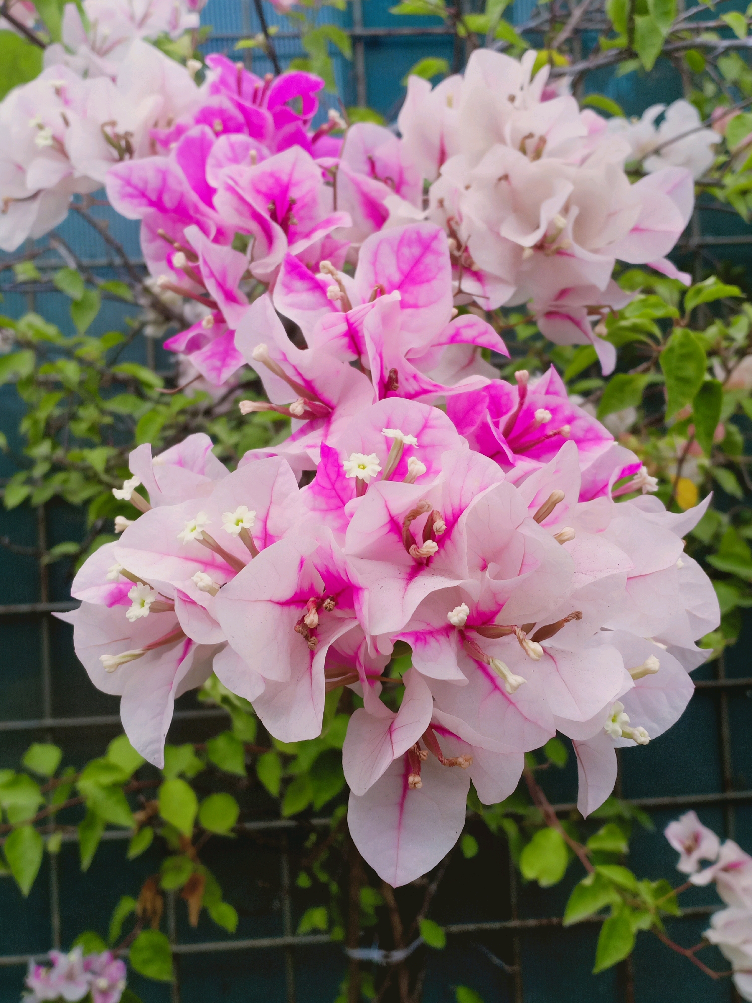 The image is a close-up, eye-level, vertical shot of a cluster of bougainvillea flowers. The flowers are a mix of pale pink and vibrant fuchsia, with delicate white stamen visible in the center of each bloom. Some of the petals have a slight translucence, allowing the veins to show through. The flowers are densely packed and appear to be in full bloom.
Behind the flowers, there is a dark green, somewhat blurry background. A lattice-like structure, possibly a fence or trellis, is visible behind the foliage. To the left and right of the main cluster, there are additional leaves and some out-of-focus flowers, suggesting the presence of a larger plant or garden. The lighting appears to be natural daylight, casting soft shadows and highlighting the textures of the petals.
This image was taken in Langkap, Indonesia. The presence of bougainvillea is common in tropical and subtropical regions like Indonesia, often used for ornamental purposes in gardens and public spaces. The lattice structure could be part of a garden fence, a wall decoration, or a support for the climbing plant. The overall impression is one of natural beauty and vibrant floral display.