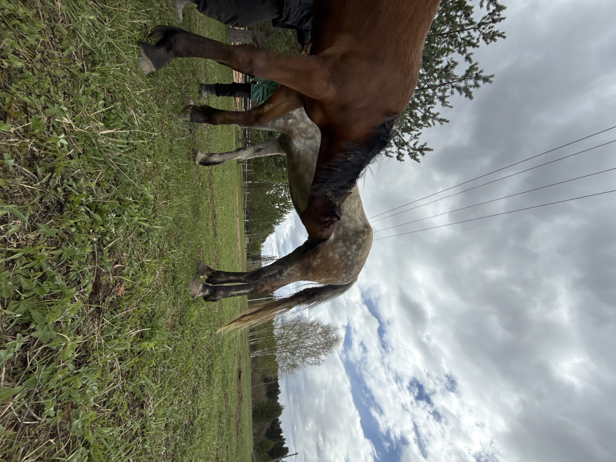 The image shows two horses in a grassy field. One horse is brown and standing, while the other horse is dappled gray and is partially under the brown horse. Power lines are visible in the background, along with trees and a cloudy sky. The location appears to be a rural or semi-rural area, based on the vegetation and open space. The location is Ershi, Russia.