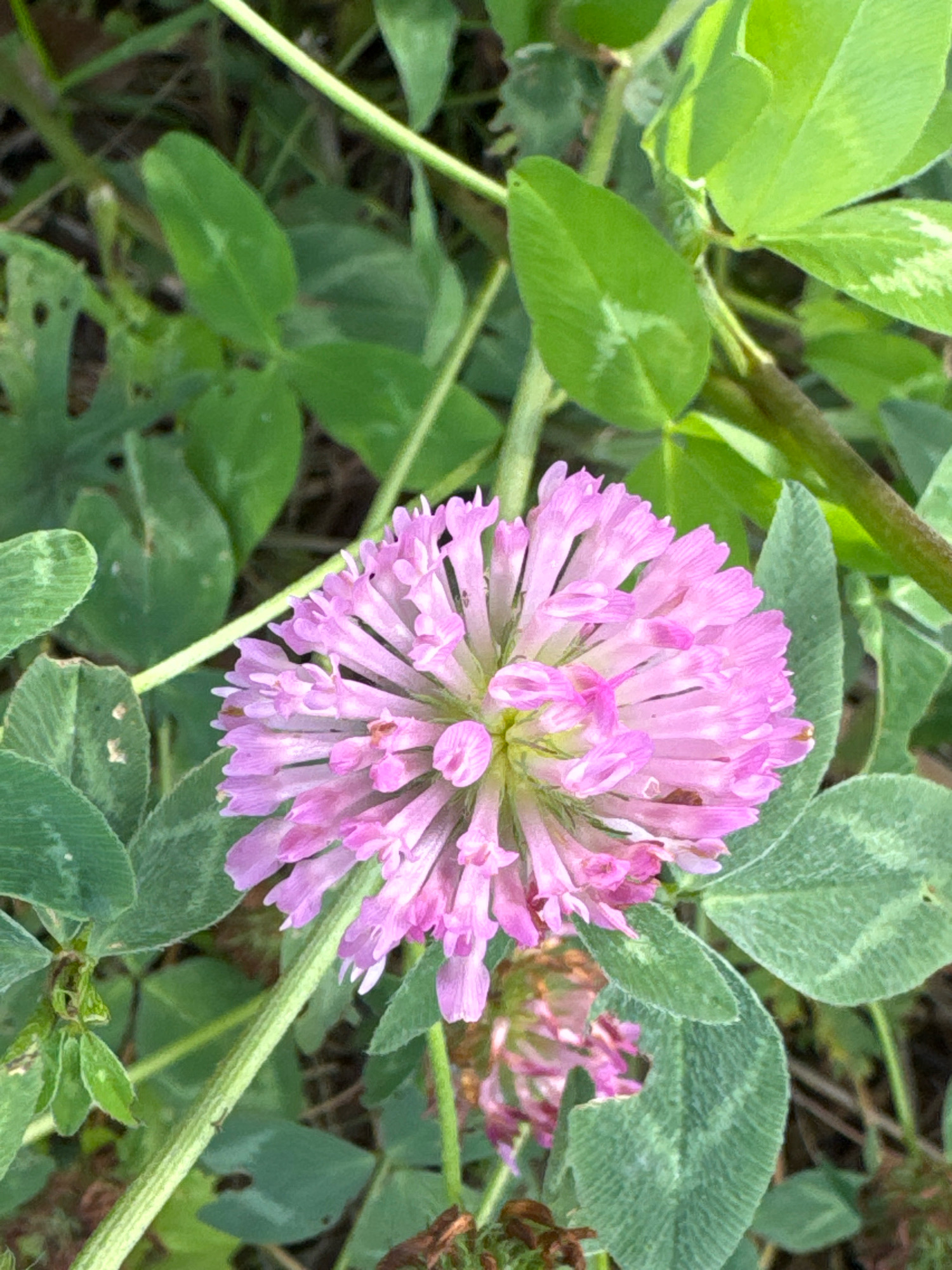 A close-up, eye-level shot features a vibrant pink clover flower in the foreground. The flower's head is a dense cluster of small, tubular petals, arranged in a spherical shape. The petals are a soft pink, with some appearing lighter or darker due to lighting. The center of the flower shows hints of yellow and green. Surrounding the flower are numerous green clover leaves, some showing lighter green markings. The background is a blur of green foliage and stems, suggesting a natural outdoor setting. A thick, textured green stem runs vertically up the right side of the frame, and another stem is visible on the left. The overall impression is one of a detailed botanical study of a single flower. The image does not contain any people or provide information about its specific location in Novyi Berezai, Russia.