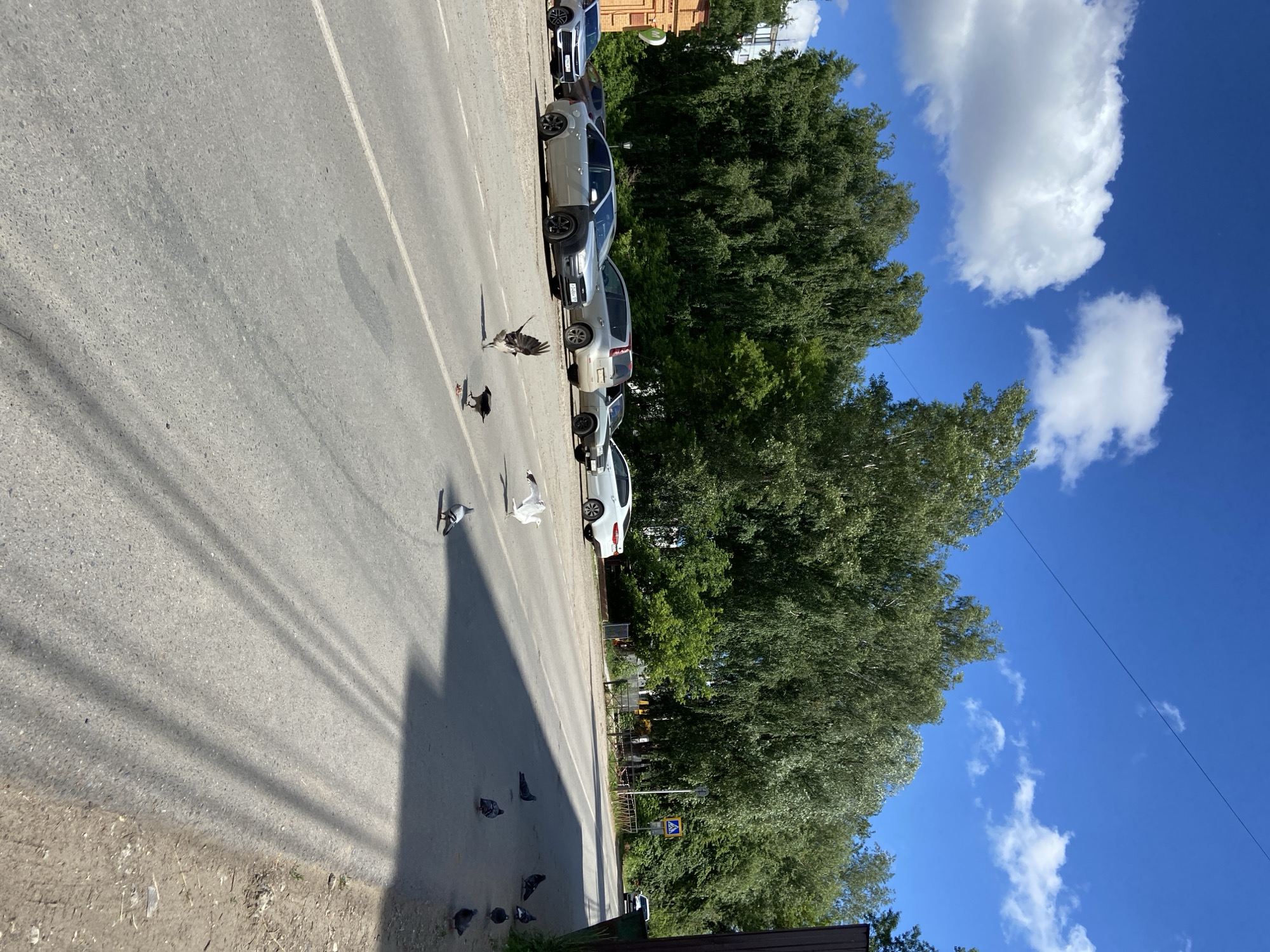 The image depicts a street scene in Chaikovsky, Russia, on a sunny day with a clear blue sky and scattered white clouds. The foreground is dominated by an asphalt road with a white line marking the lane division. Several pigeons are scattered across the road and the dirt shoulder on the right. One pigeon is captured in mid-flight, its wings spread wide. A crow is also present on the road, near the flying pigeon.
Along the side of the road, a line of parked cars is visible, including a silver sedan, a silver SUV, and a white hatchback. Behind the cars, a dense line of green trees forms a backdrop. In the distance, a yellow construction vehicle is partially visible amongst the trees, and a pedestrian crossing sign with a yellow triangle and a pedestrian symbol is placed on the right side of the road. A dark wooden fence or structure is on the far right edge of the image. Shadows from overhead wires create parallel lines across the road.