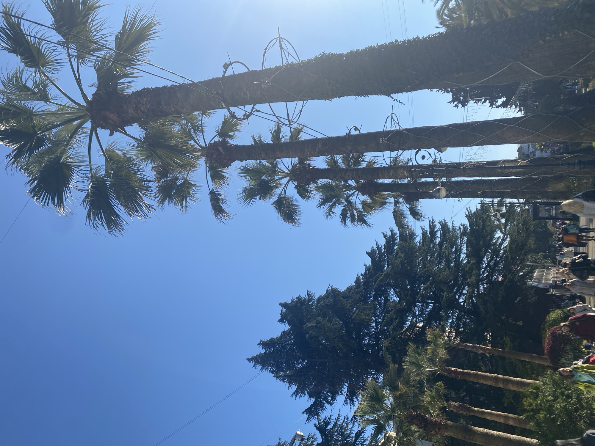 The image depicts a view looking upwards at a row of tall palm trees lined along a street in Sochi, Russia. The palm trees are oriented at a slightly tilted angle. The trees are adorned with decorative metal frameworks wrapped around their trunks. A clear blue sky is visible between and beyond the trees. Closer to the right side of the frame, other types of trees and glimpses of people walking on a sidewalk are visible.