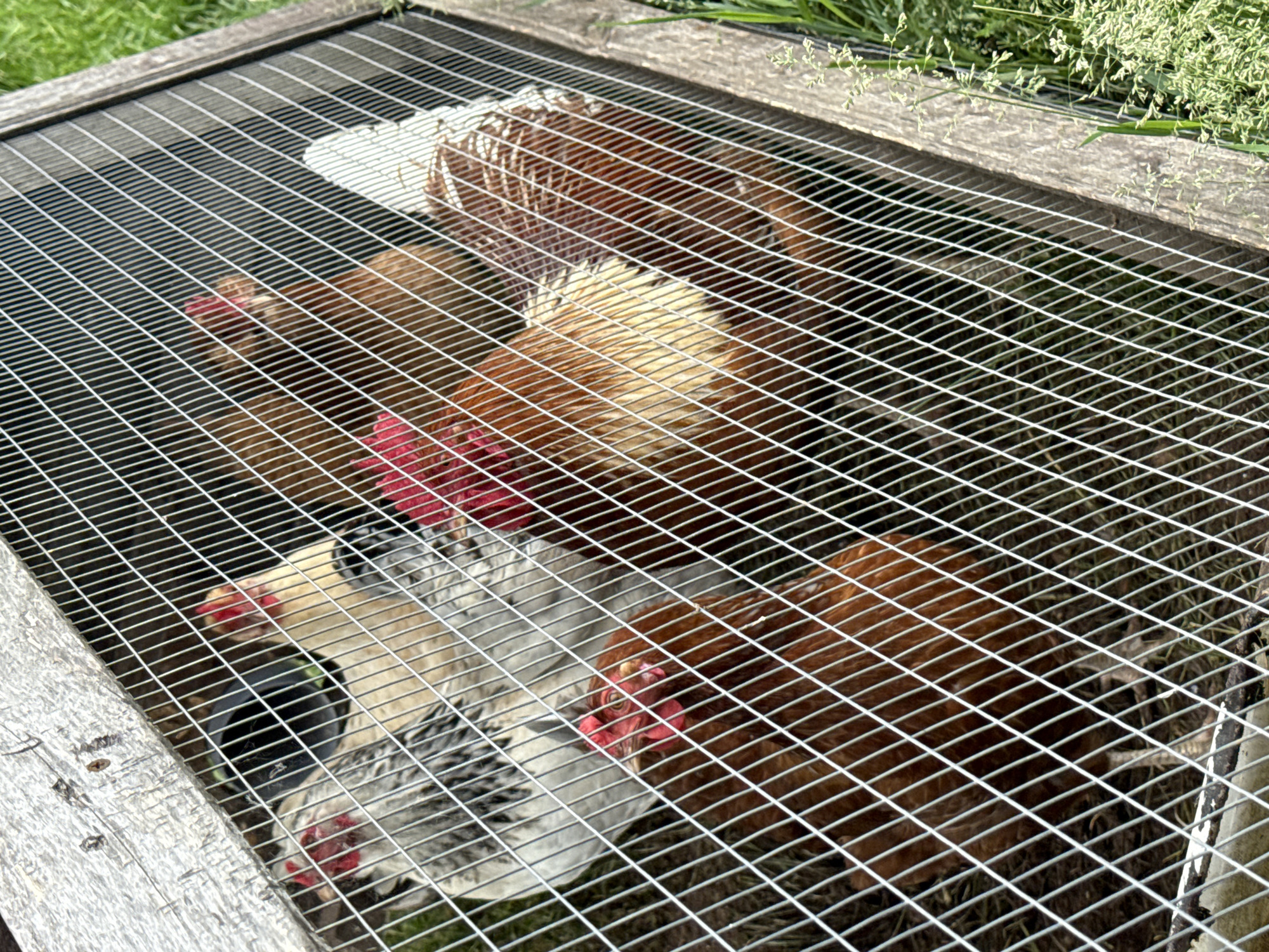 The image displays an overhead, downward-angled view into a chicken enclosure in the city of Chaikovsky, Russia. Approximately six chickens are visible within the pen, which is constructed with a light-colored wooden frame and a diagonal wire mesh top.
The chickens exhibit varied plumage: two are predominantly brown, one has distinct cream-colored feathers on its tail area, one is white with grey-black barred markings, and another appears light cream/tan. A smaller, darker brown chicken is partially visible in the lower left foreground. All visible chickens possess prominent red combs and wattles. They are standing on a bedding of dry straw or earth. A black, bucket-like object is partially visible behind the wire mesh in the upper central area, likely a feeder or waterer.
Outside the enclosure, vibrant green grass and small weeds are visible along the right side of the wooden frame. The scene is illuminated by strong natural light, casting distinct shadows from the wire mesh onto the ground within the pen.