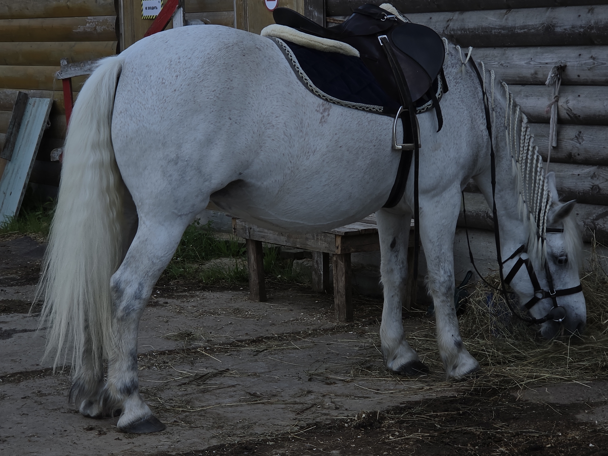 A white horse with a saddle is eating hay in Peterhof, Russia. The horse has a long, flowing mane and tail, and its legs are speckled with gray. The saddle is dark brown with a sheepskin lining. The horse is standing in front of a wooden fence and a wooden bench. The ground is covered with dirt and straw. There is a sign on the fence that says "НЕ ВХОДИТЬ" (Do not enter).