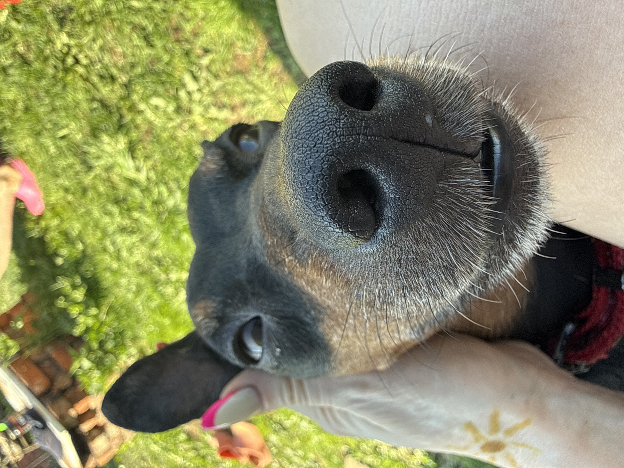 A close-up, high-angle shot shows a dachshund dog being held, likely outdoors in daylight. The dog's black nose dominates the frame. A person holds the dog. The person's left hand and lower arm are visible, featuring a sun tattoo on the wrist. The background includes green grass and blurry objects including pink shoes and brick pavers. There is no indication that the photo was taken in the city of Nizhnyaya Chermoda, Russia.