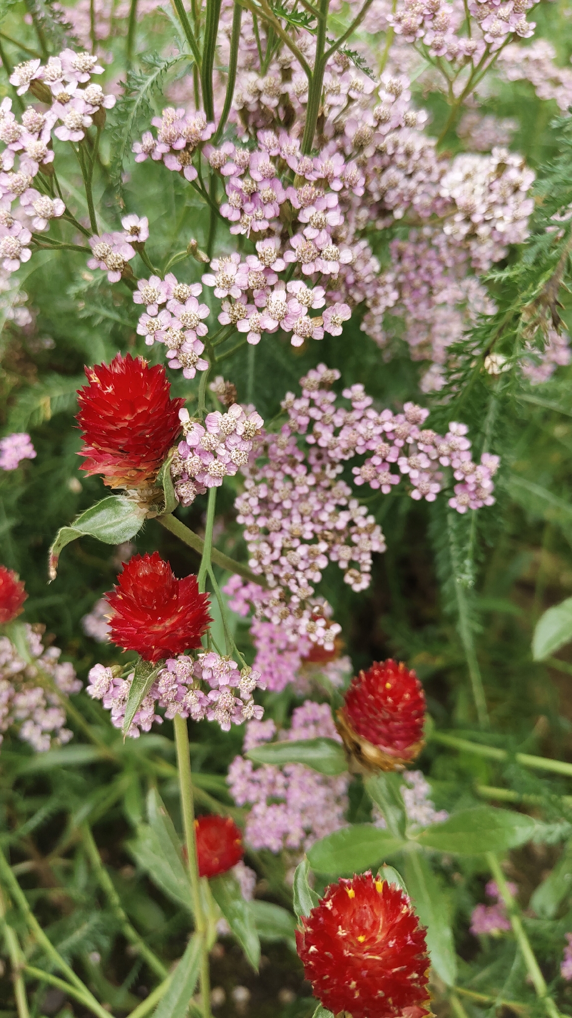 This image captures a close-up view of a cluster of wildflowers in a garden setting. The foreground is dominated by several vibrant red, globular flowers, appearing to be Globe Amaranth. These red flowers have a textured appearance with many small, pointed petals. Interspersed with the red flowers are delicate sprays of small, pale pink flowers, likely Yarrow, forming a soft, hazy backdrop. The foliage is green and somewhat lush, suggesting a natural or well-maintained garden environment. The lighting appears to be natural daylight, casting a soft glow on the petals and leaves. The image is a detailed botanical study, focusing on the textures and colors of the flowers. There are no people or animals visible in the frame, and the context suggests an outdoor, naturalistic setting. No specific location in Krasnoyarsk, Russia can be determined from the image itself.