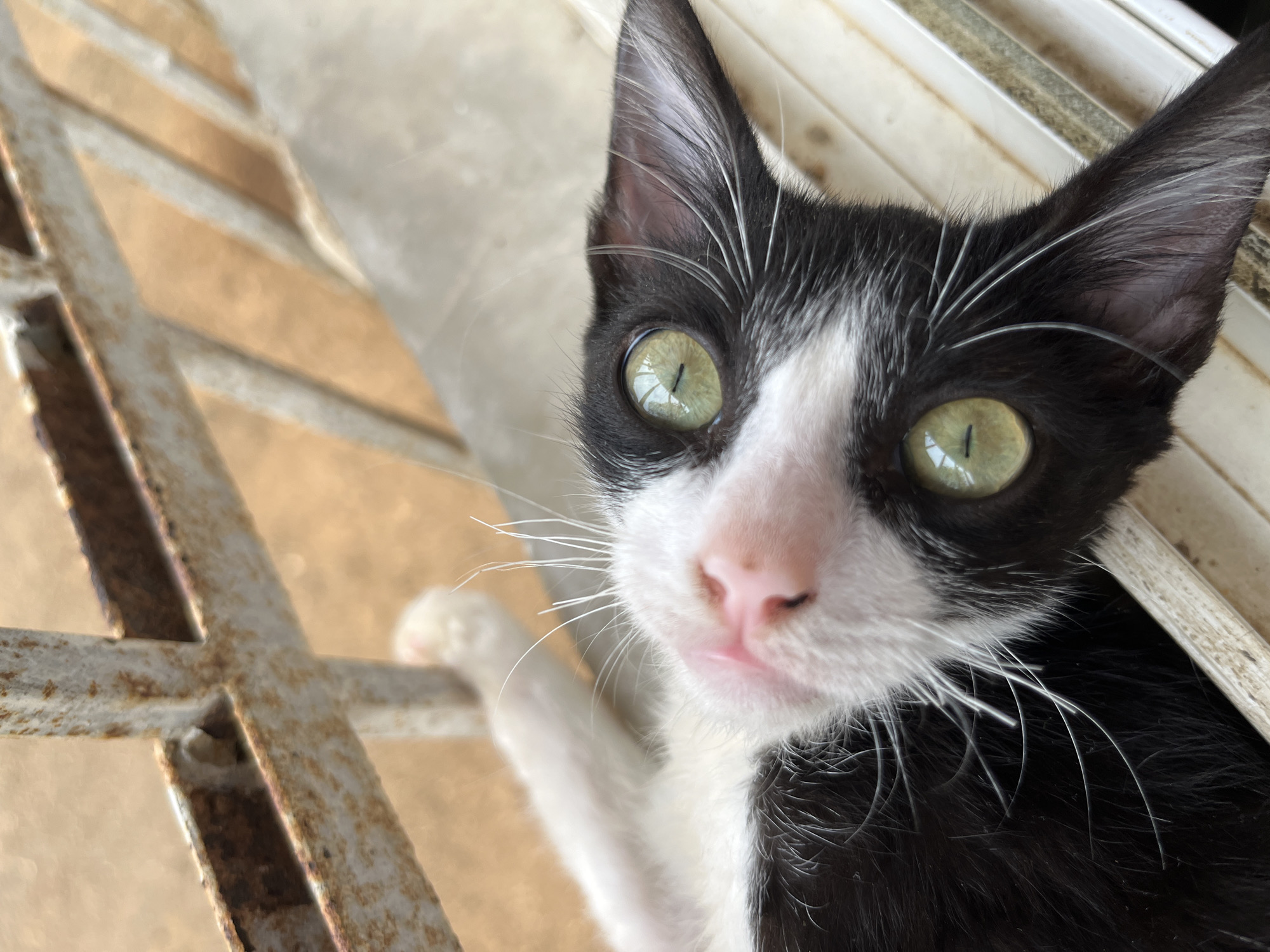 This close-up portrait features a small, black and white cat, likely a kitten, looking directly at the camera with an intense and curious gaze. The cat's most striking features are its large, piercing green eyes with narrow vertical pupils, which reflect the ambient light. Its fur is predominantly black, contrasted by a white marking that covers its nose, mouth, and extends down its chest. Long, delicate white whiskers fan out from its snout, and its pink nose is prominent.
The cat is positioned near a weathered metal gate or grill, which runs diagonally across the lower left of the frame. This structure, appearing light brown or beige, shows visible signs of rust and wear. One of the cat's white paws is gently placed on the gate. The background is softly out of focus, revealing light-colored surfaces, possibly a floor or wall, with subtle patterns. The bright, natural lighting suggests the photo was taken during the daytime in an outdoor or semi-outdoor setting, such as a patio or balcony, in Tinaquillo, Venezuela. The image conveys a sense of the cat's alertness and playful innocence. No text is visible in the media.