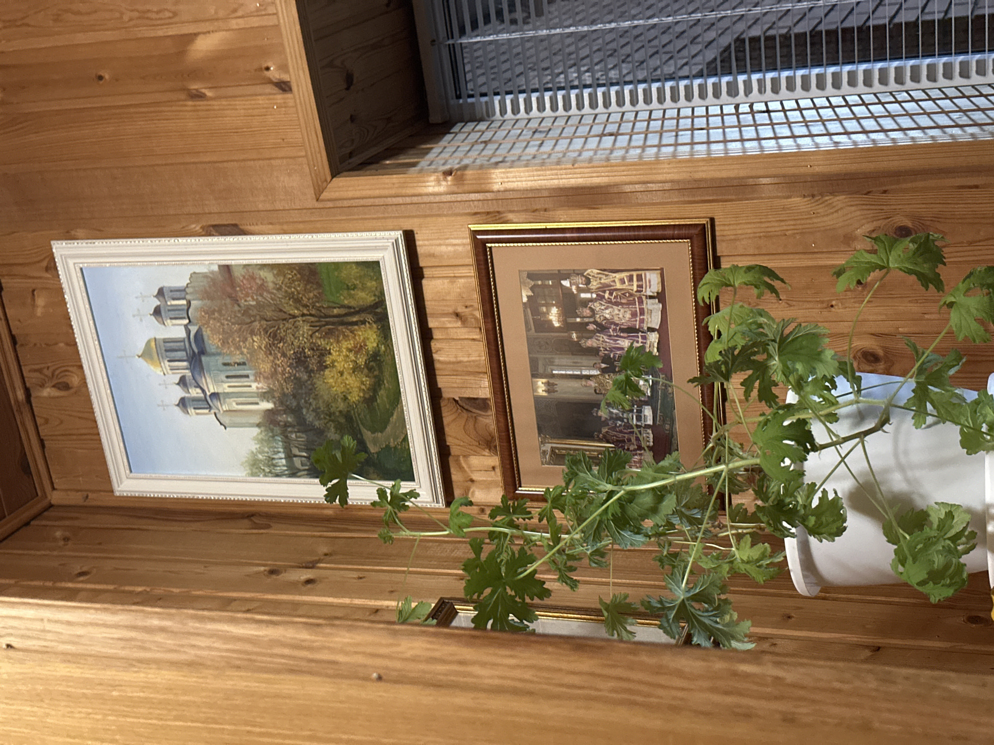 The image shows two framed pictures hanging on a wooden wall, with a houseplant in a white pot partially obscuring the view. The picture on the left depicts a building with golden domes, possibly a church, set against a landscape with trees. The picture on the right features a group of people in formal attire within an interior setting. The houseplant has green leaves and appears to be a geranium. Above the pictures, there is a section with a metal grate, suggesting a ventilation system or similar feature. The overall scene appears to be indoors, possibly in a home or building with wooden paneling. There is no information to suggest that the location is in the city of Kurlutovka, Russia.