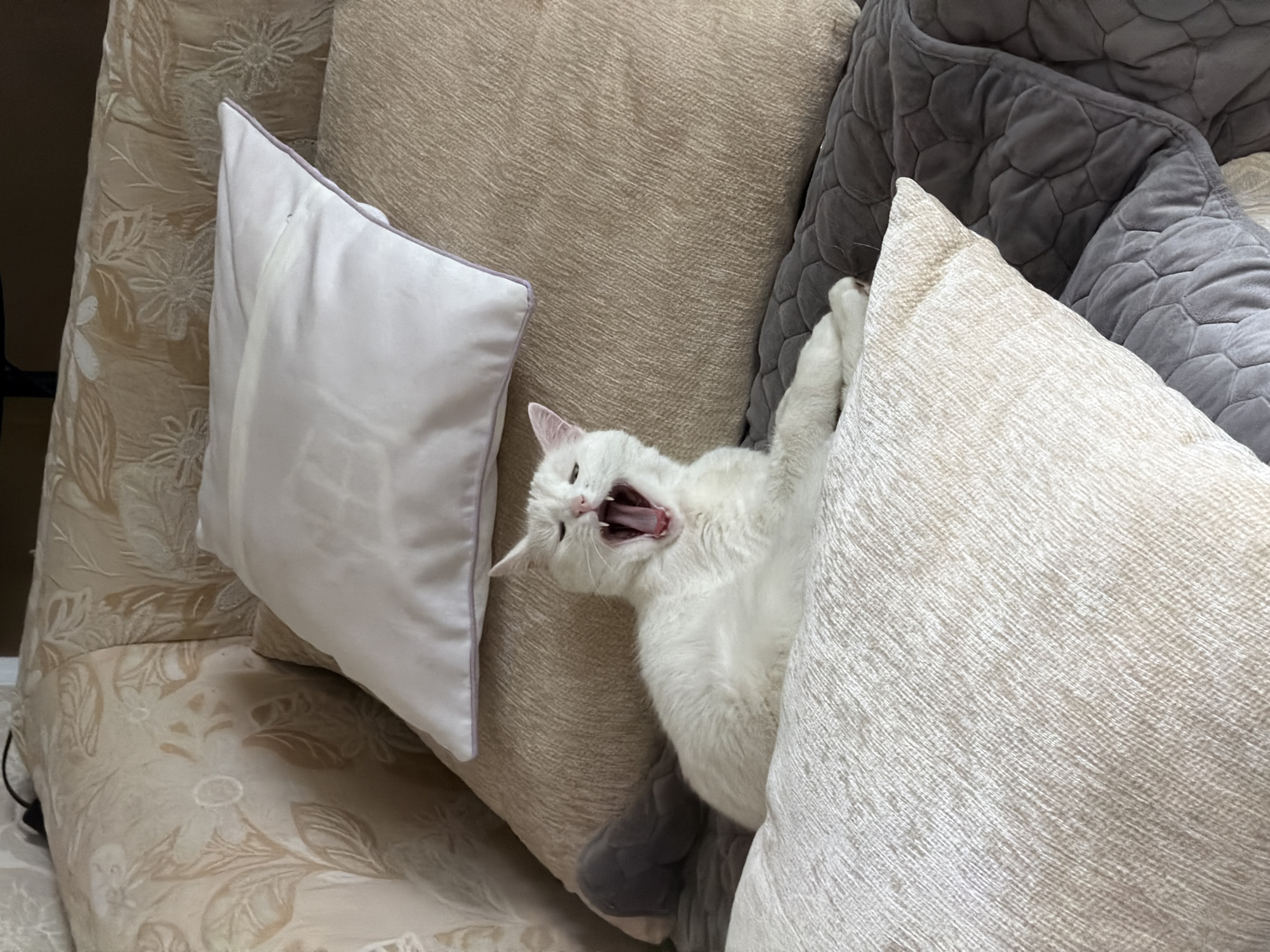 A medium, eye-level shot reveals a white cat yawning widely on a sofa covered in cushions. The cat is positioned between a large, off-white pillow and a beige one, with its mouth open and tongue visible. The sofa has a floral pattern. A small, white pillow sits to the left of the cat. A gray, textured blanket is partially visible behind the beige pillow. The location appears to be indoors, likely a private residence. The scene's precise location in Zimyonki (Zimenki, Zimenka), Russia cannot be determined from this image alone.