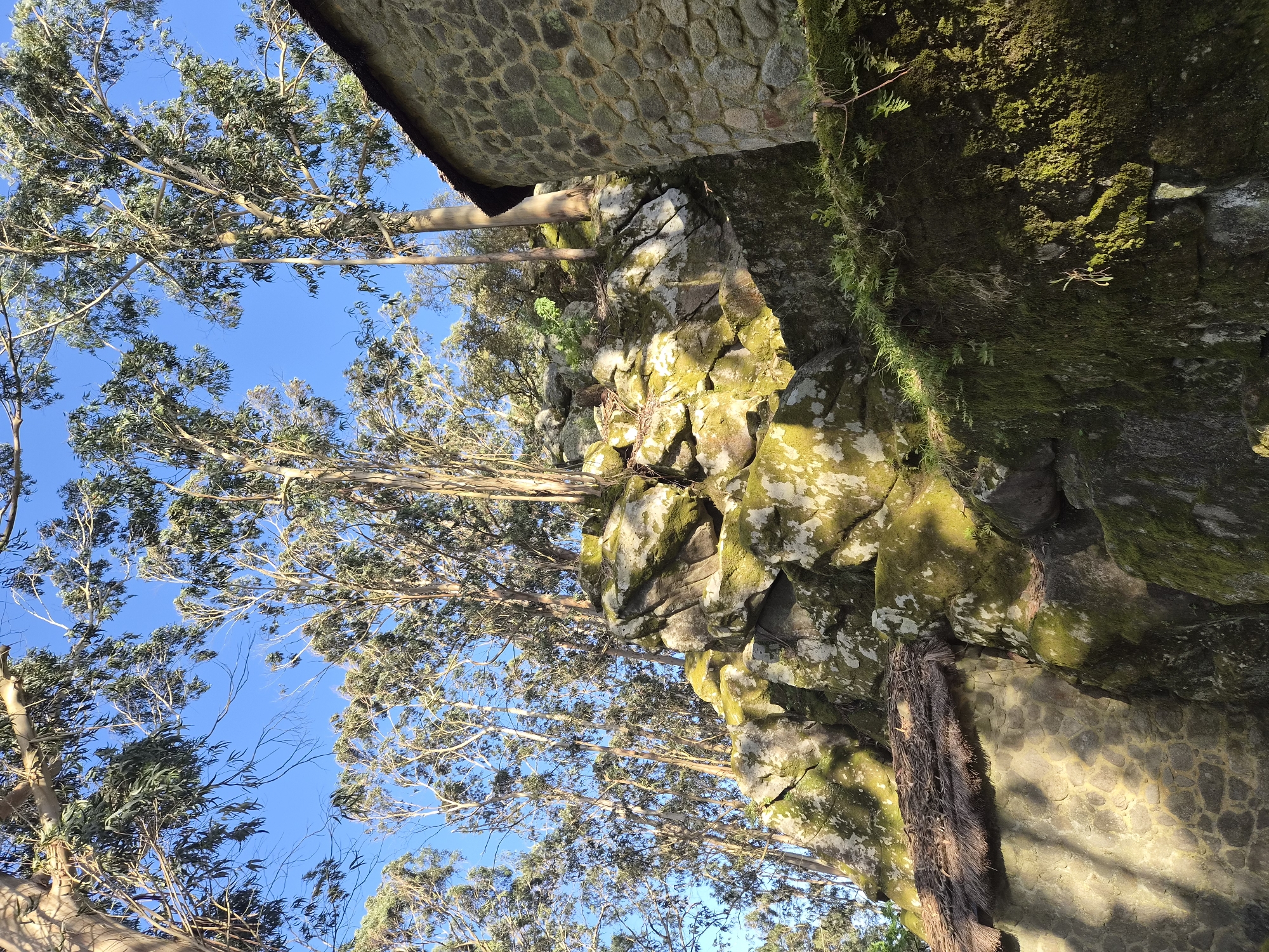 The image depicts a view upwards towards a stone structure partially covered in moss, possibly an old building or wall. Some stones are covered in a bright green moss. There are trees with dense branches and light green leaves extending towards a clear blue sky. The lower portion of the stone structure appears to be a wall constructed of smaller stones. The location is Esposende, Portugal.