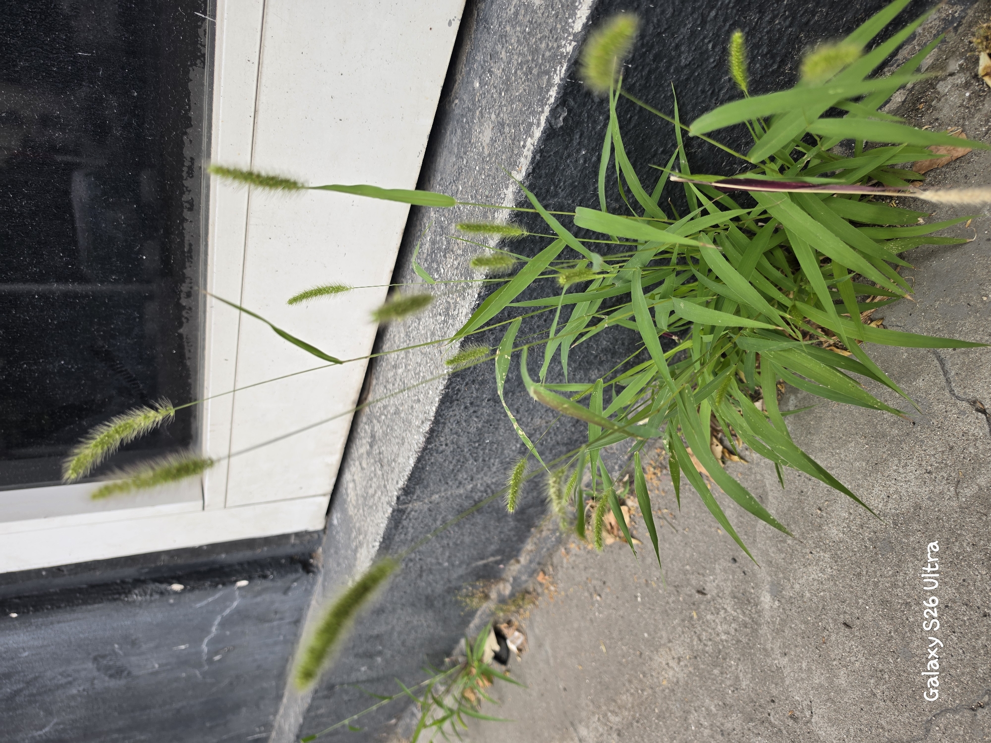 This is a close-up, vertically oriented shot of green foxtail grass growing along the edge of a concrete surface next to a window frame. The grass has numerous fuzzy seed heads, giving it a bottlebrush appearance. The window frame appears to be white and adjacent to a dark, possibly dirty, surface. The concrete is a light gray, with some cracks and debris visible, suggesting an outdoor urban setting. The lighting suggests it is daytime, with no specific weather conditions evident. The image has a "Galaxy S26 Ultra" watermark in the bottom right corner. The context suggests this image was taken in Plovdiv, Bulgaria.