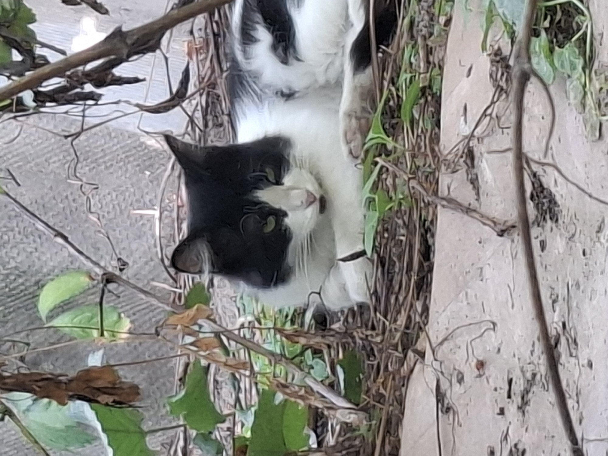 A black and white cat with green eyes is lying down amidst dry leaves and green foliage. The cat's head is turned towards the viewer, and its mouth is slightly open. In the background, a rough, textured surface, possibly a wall or roof, is visible. The scene appears to be outdoors, in an urban or suburban setting, consistent with a residential area in Almaty, Kazakhstan. The overall impression is of a domestic cat in a natural or semi-natural environment.