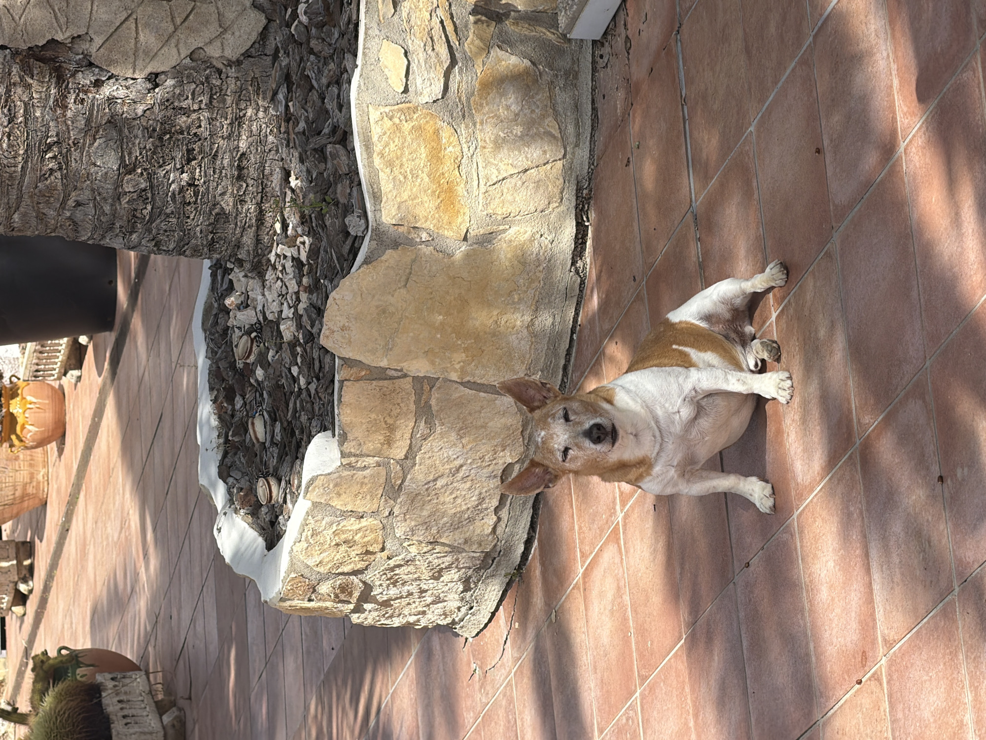 A medium-sized, white and tan dog lies belly-up on a tiled patio. The dog's face is turned toward the camera. It is near a tree and a low stone wall. The scene is well-lit with shadows cast by trees. The location is Mont-roig del Camp, Spain.