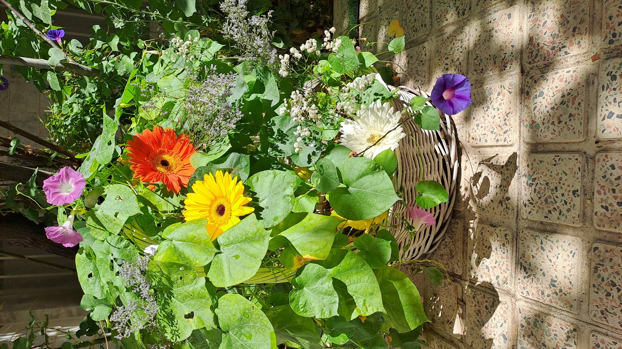 An outdoor, eye-level shot displays a wicker basket overflowing with lush green foliage and vibrant flowers. The basket, positioned on a tiled patio, is adorned with pink, yellow, orange, and white Gerber daisies, as well as several purple and pink morning glories. Shadows from the plants and the unseen structure above cast dappled patterns across the tiled surface, creating a sense of depth and natural light. The surrounding environment appears to be a garden or yard, with hints of a brick wall and trees in the background.