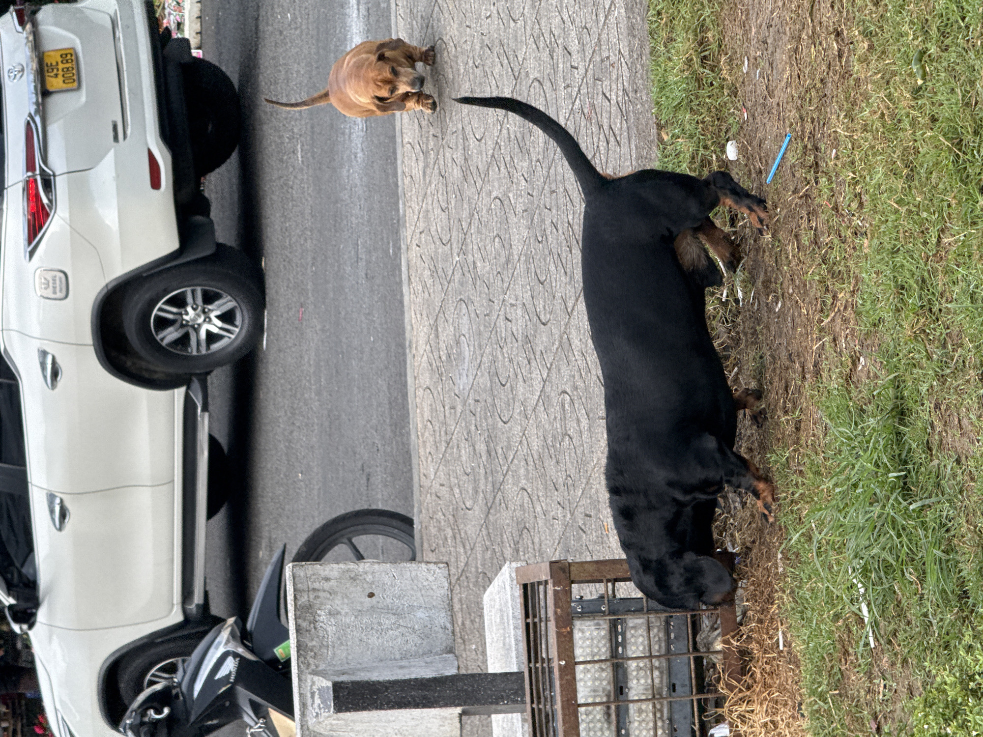 In Da Lat, Vietnam, two dogs are captured in an outdoor scene. A large, black dog, possibly a Rottweiler mix, is in the foreground, facing left and sniffing the ground near a metal cage and dry grass. Its tail is held high and curved. In the mid-ground, a smaller, tan-colored dachshund stands on a paved surface, looking towards the black dog. Behind them, a white SUV is parked on a street. The environment appears to be a public area with a mix of paved surfaces, grassy patches, and urban elements.