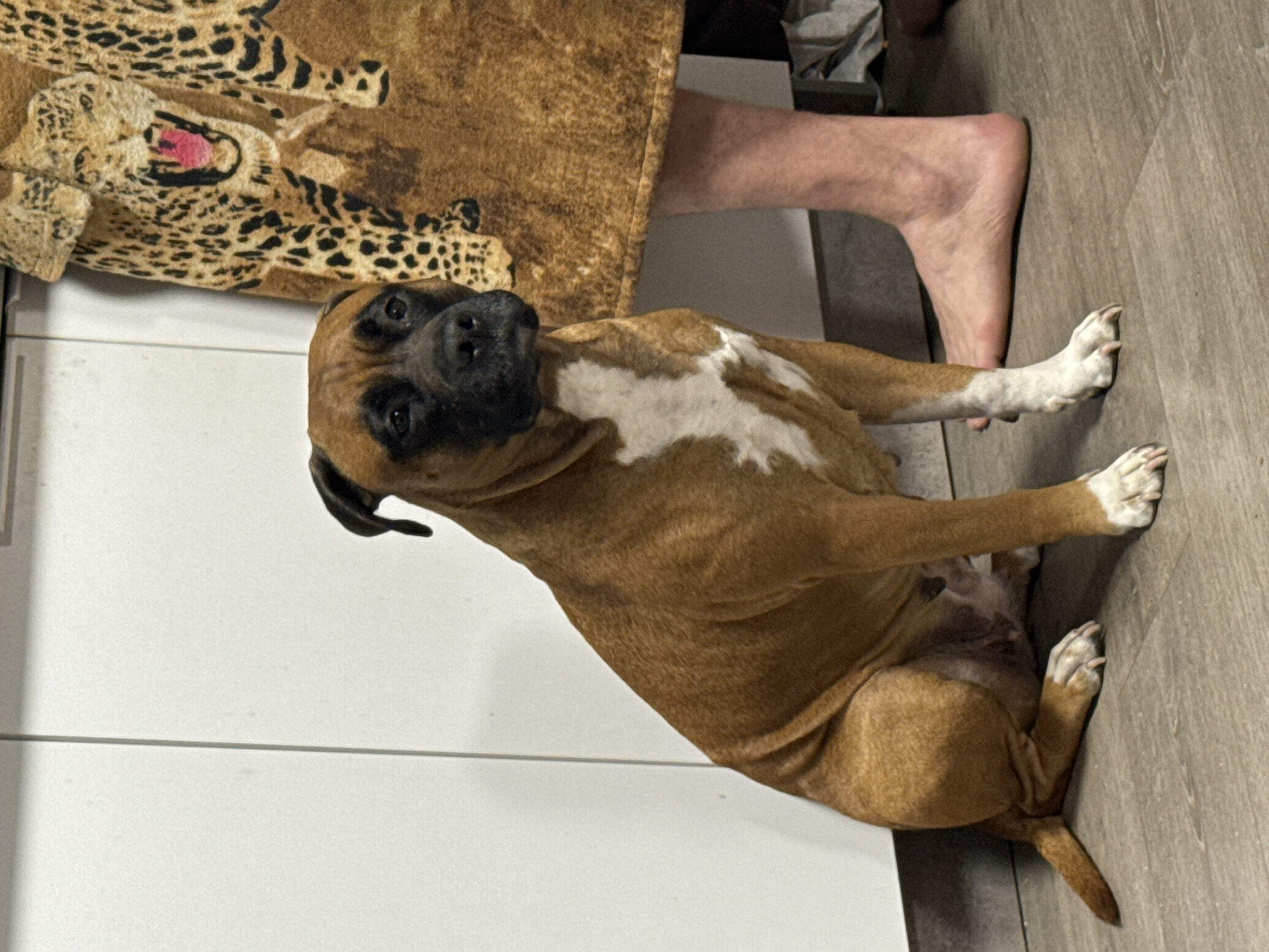 A tan and white Boxer dog is lying on a light-colored wooden floor, partially obscured by a leopard-print blanket/cover. A bare human foot is near the dog. The setting appears to be indoors, next to white cabinets or a wall. There is no information to confirm the location as the city of Chaikovsky, Russia.